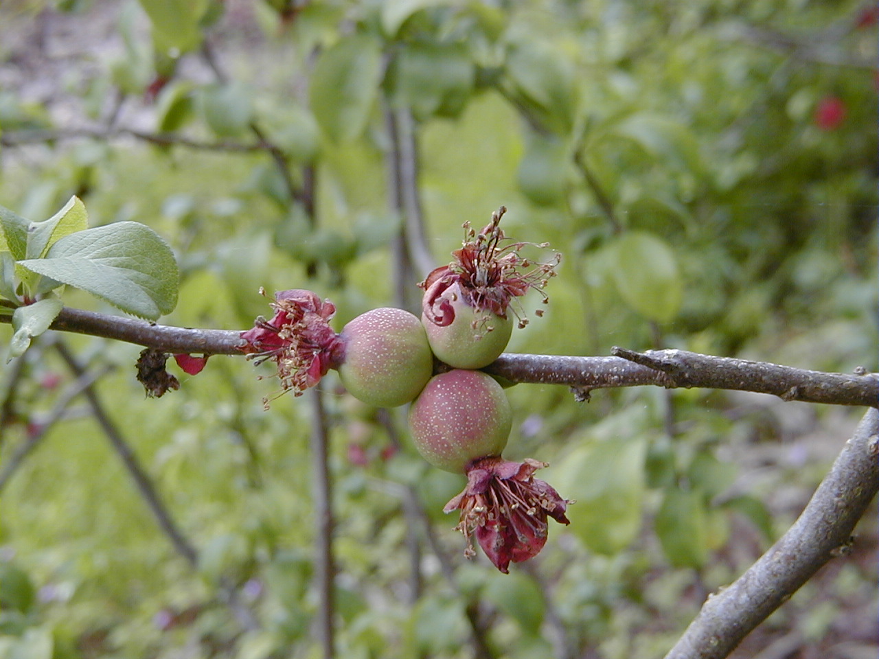 chaenomeles_japonica5md