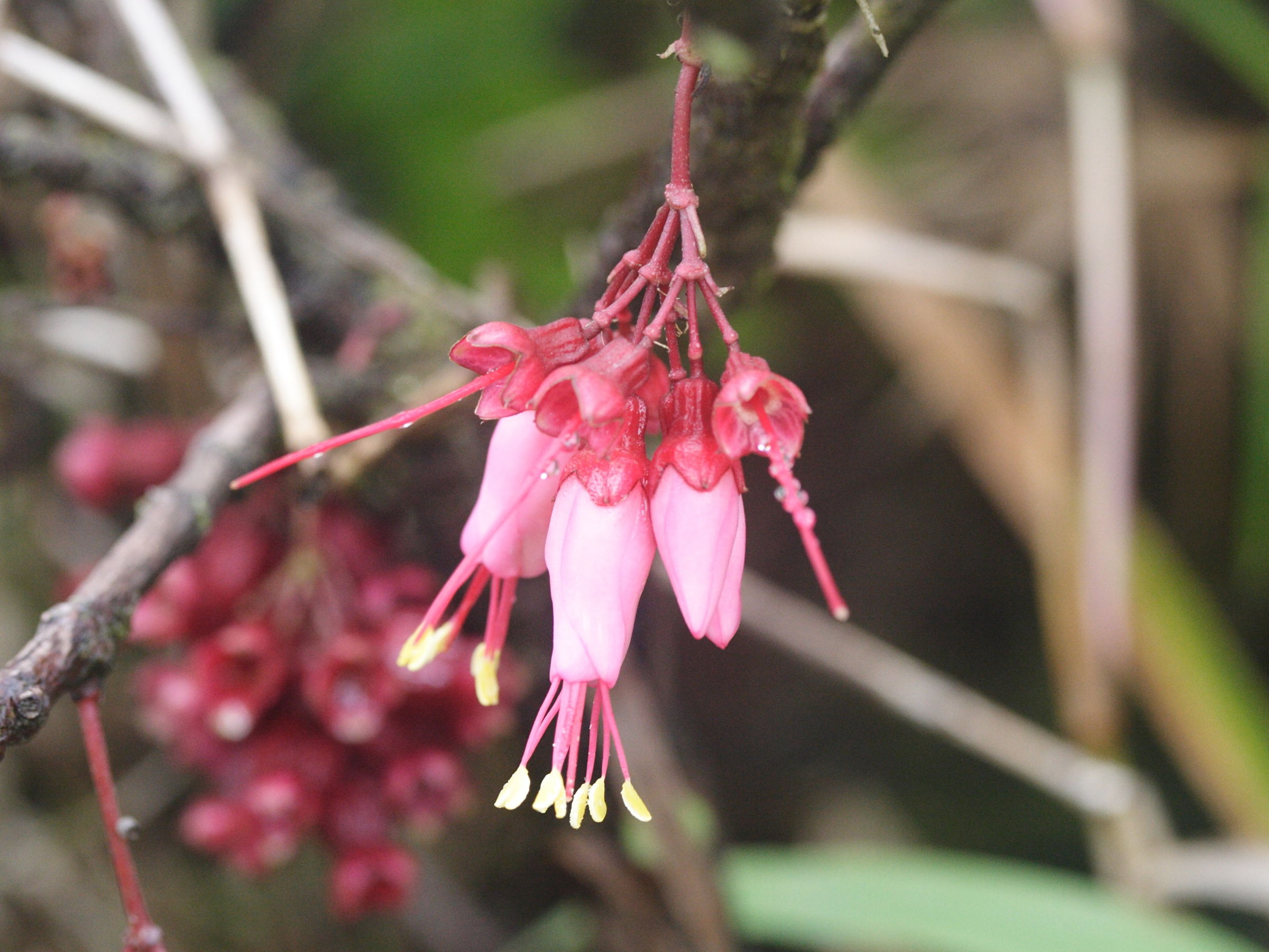 charianthus_nodosus5md