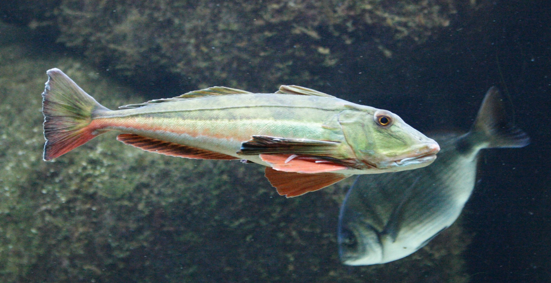 chelidonichthys_lucerna1md