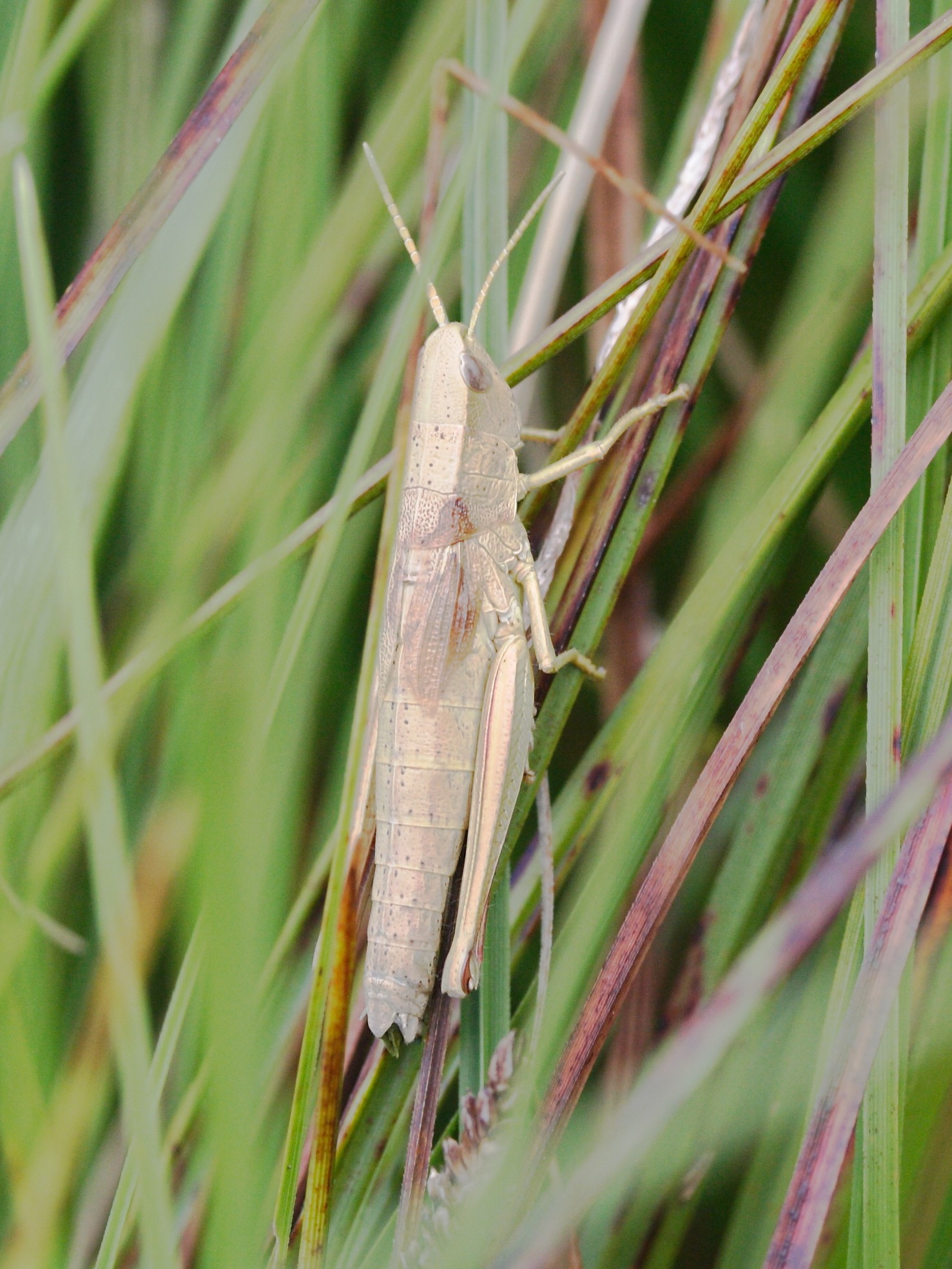 chrysochraon_dispar3md