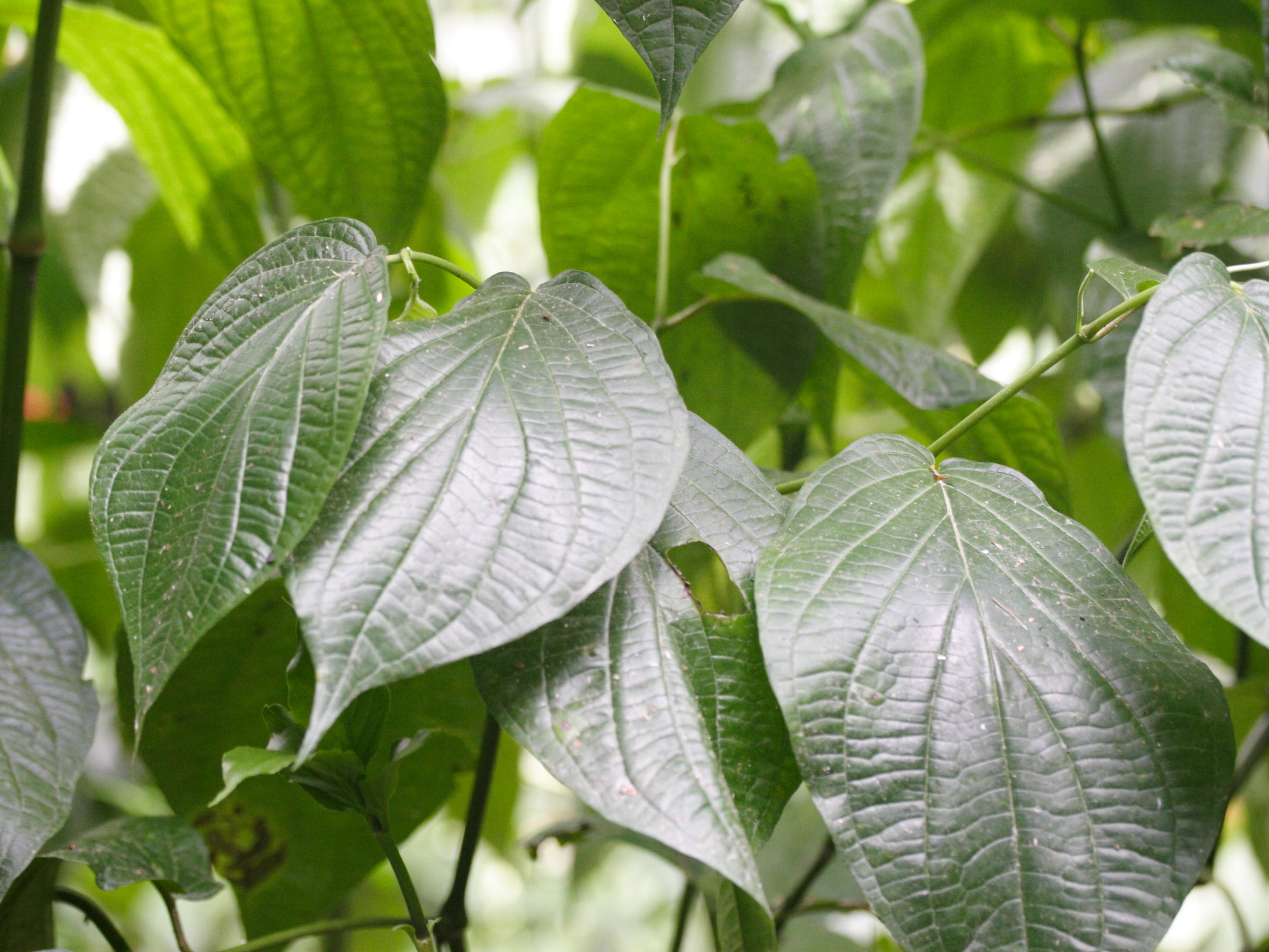 clerodendrum_buchanani3md