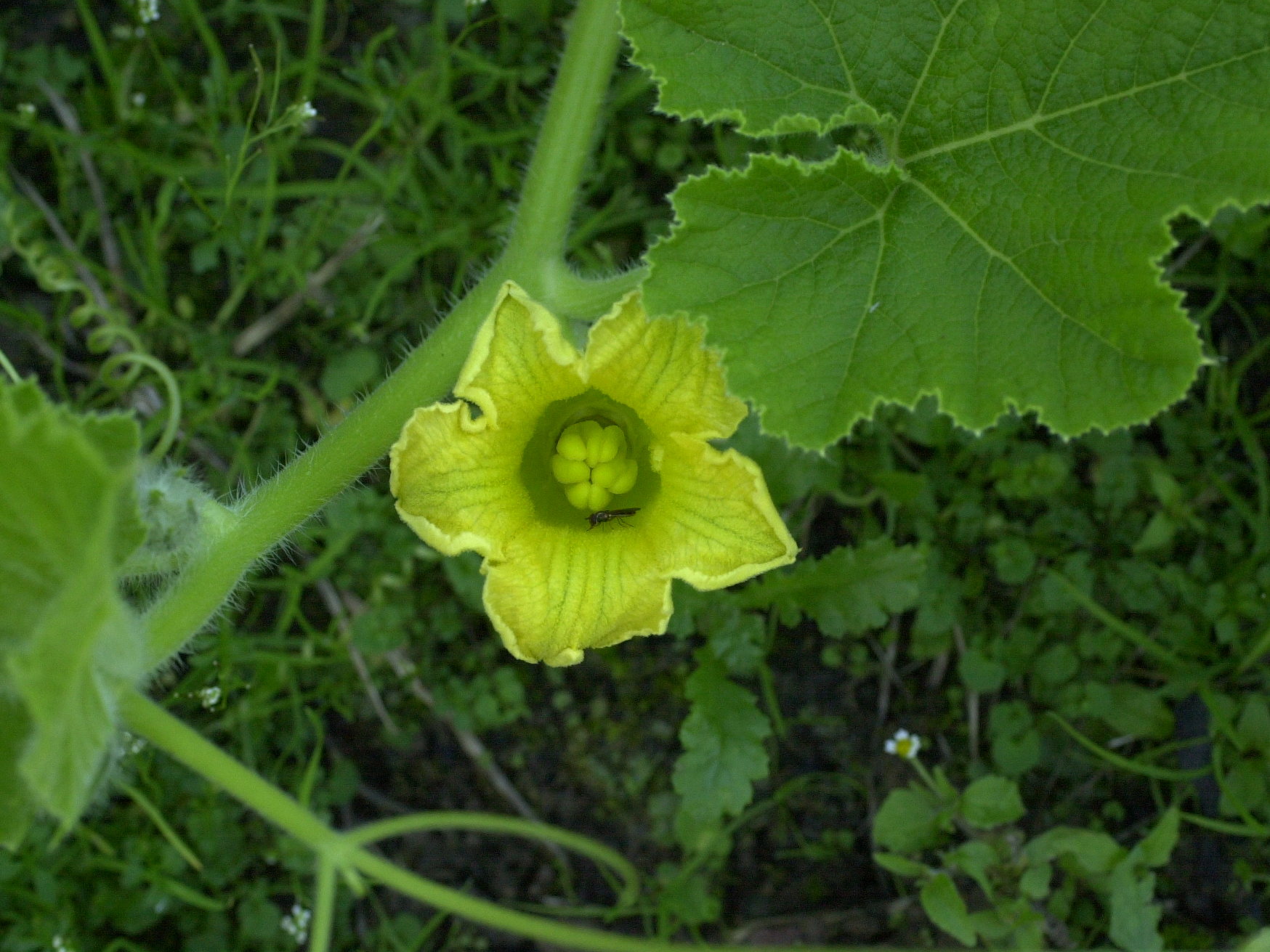 cucurbita_maxima4md