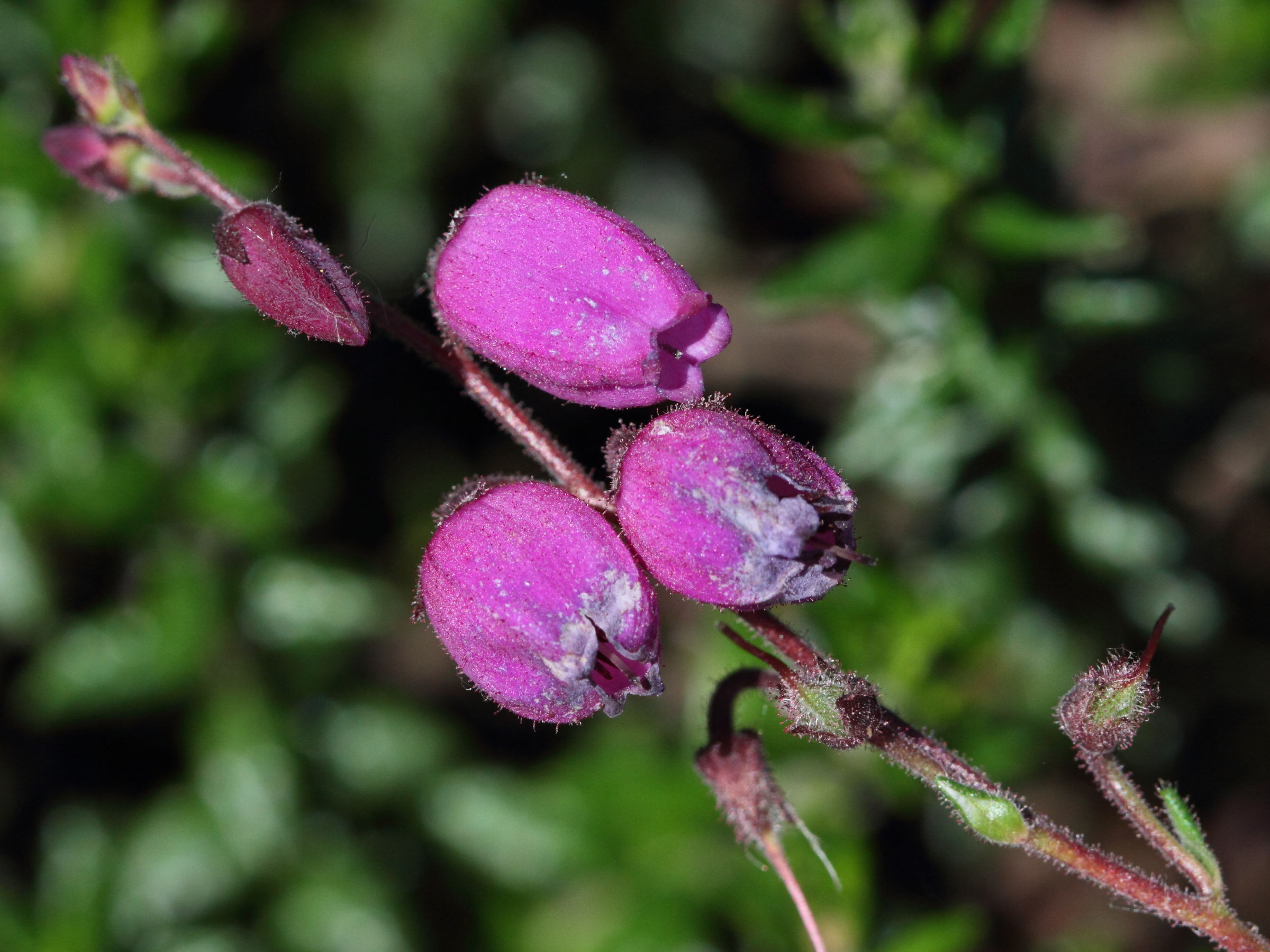 Afficher le média daboecia_cantabrica1bd daboecia_cantabrica1bd