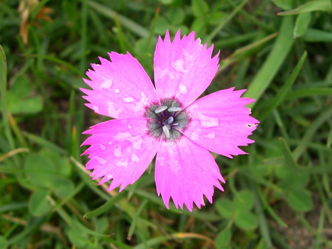 dianthus_deltoides5md