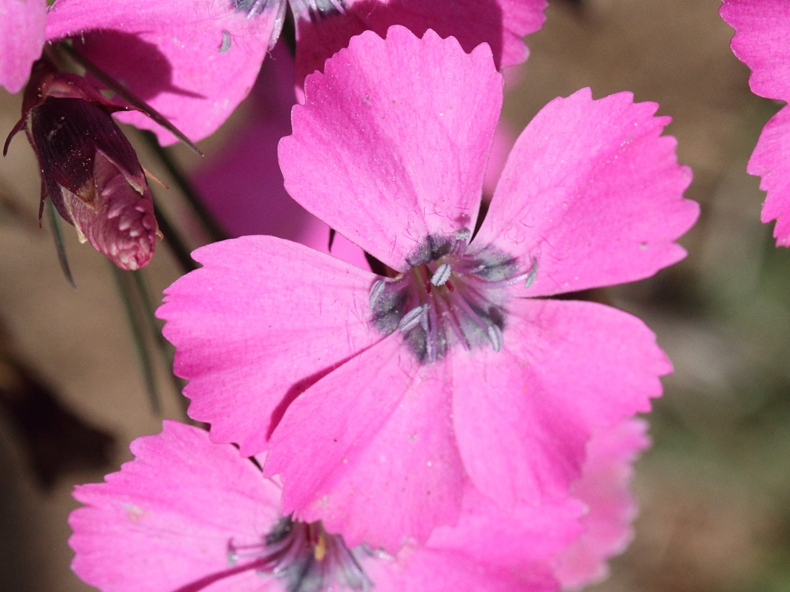 Afficher le média dianthus_pavonius2md dianthus_pavonius2md