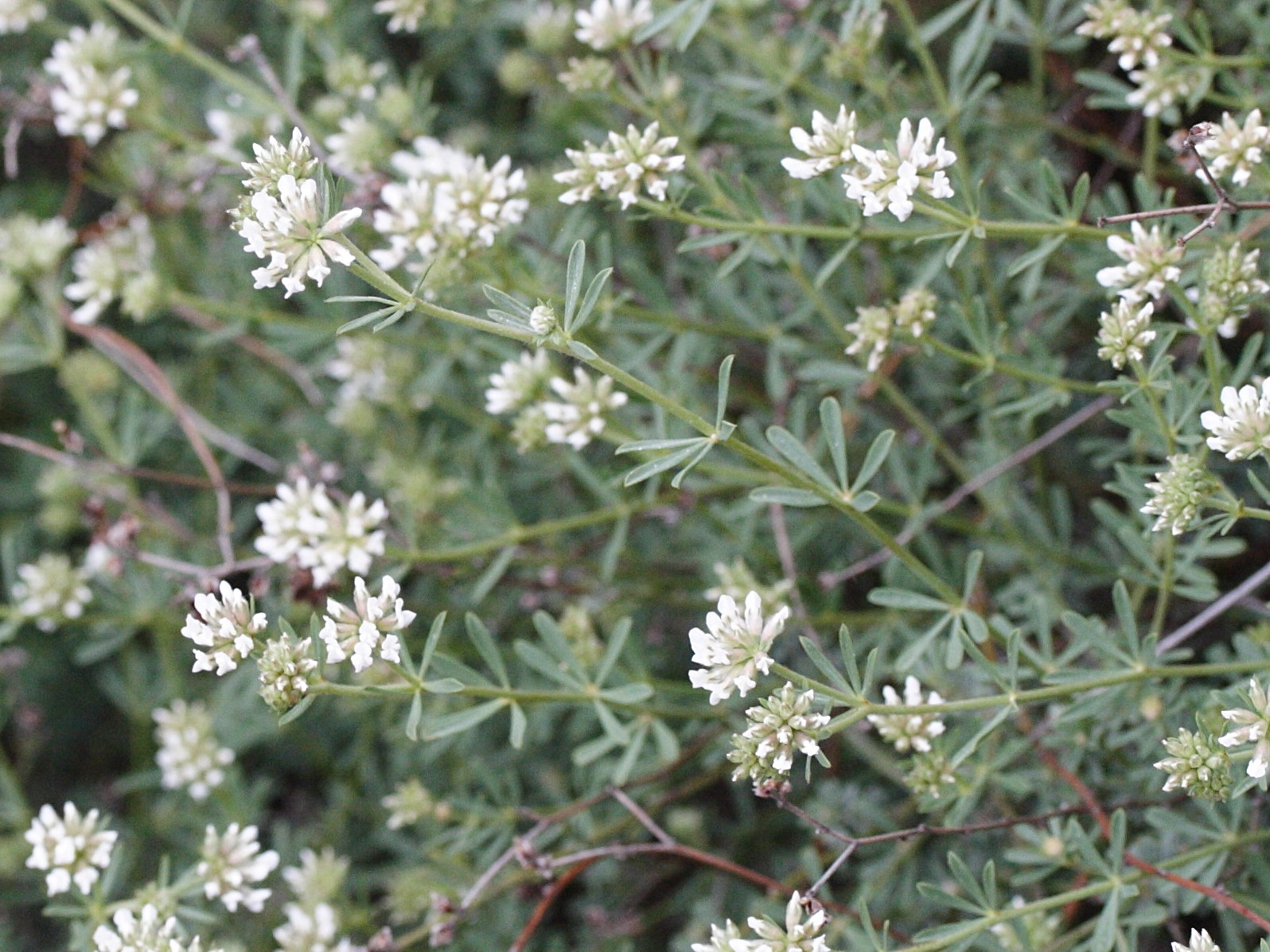 Afficher le média dorycnium_herbaceum2md dorycnium_herbaceum2md