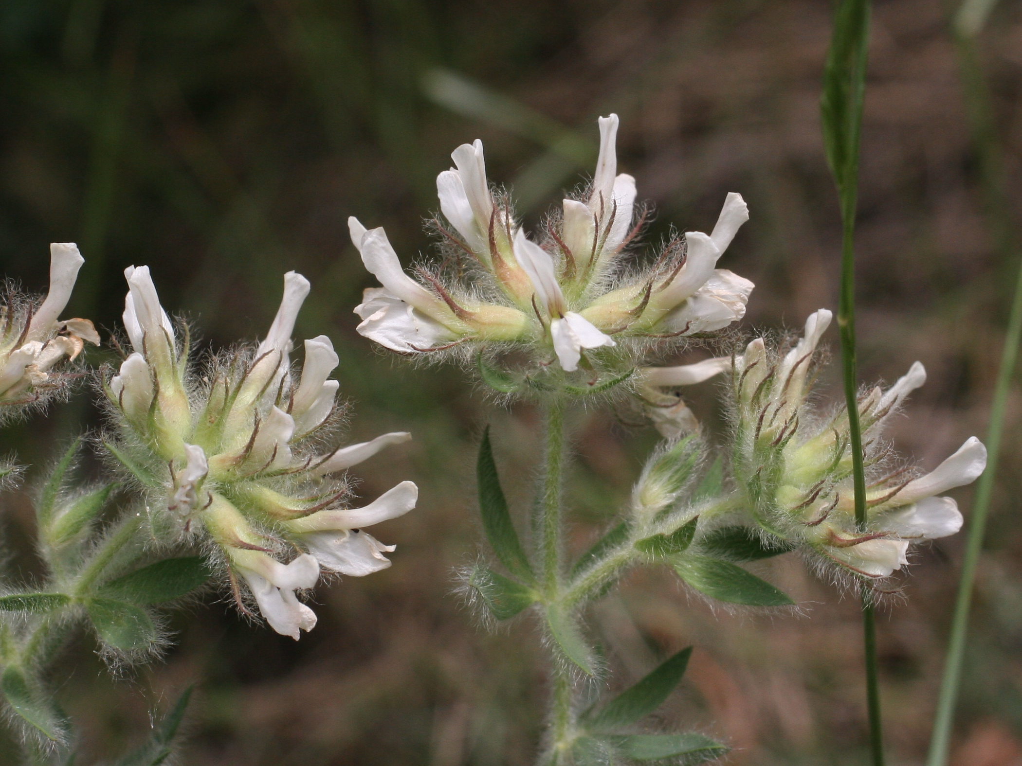 Afficher le média dorycnium_hirsutum2md dorycnium_hirsutum2md