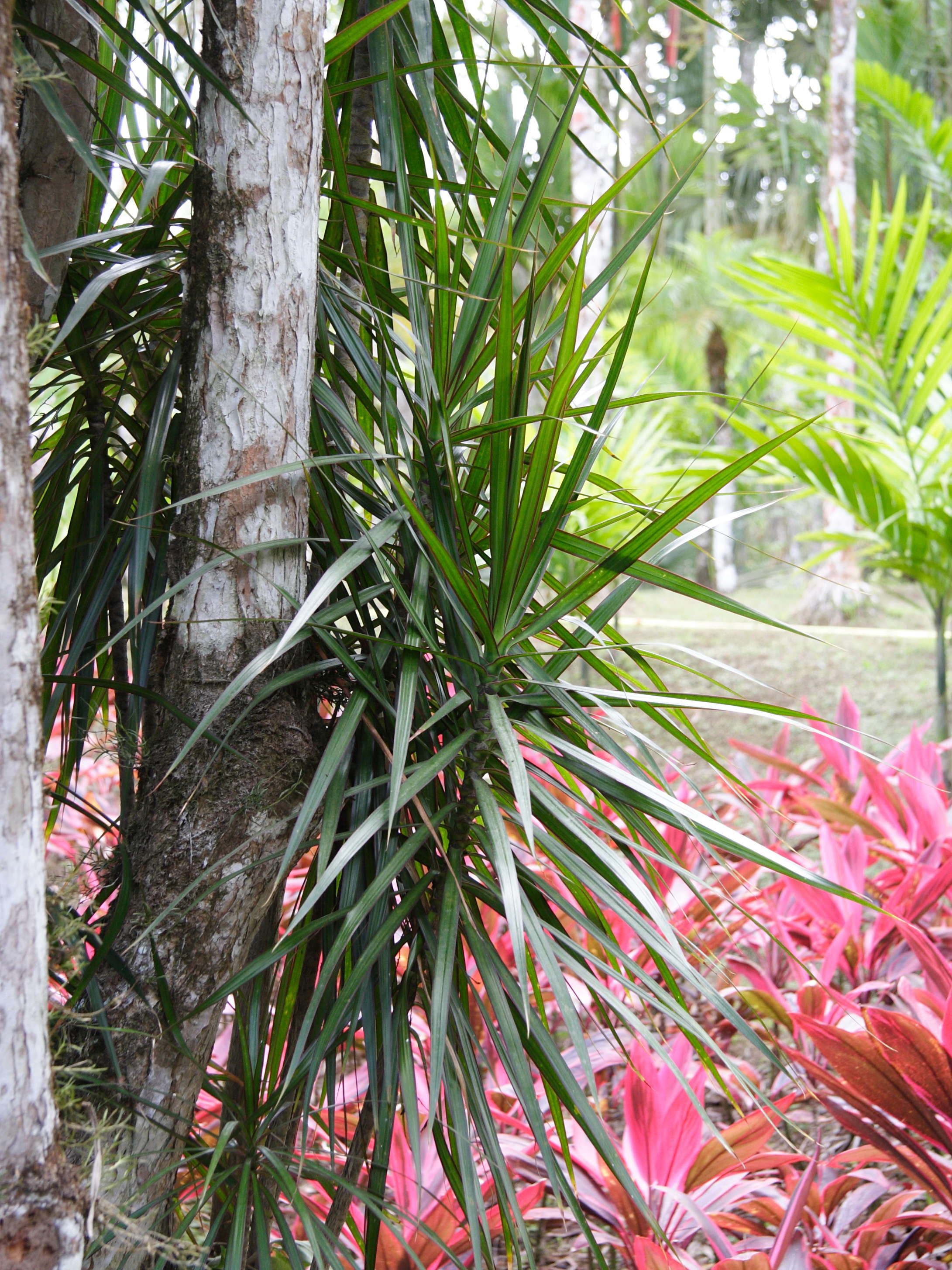 Afficher le média dracaena_marginata2md dracaena_marginata2md