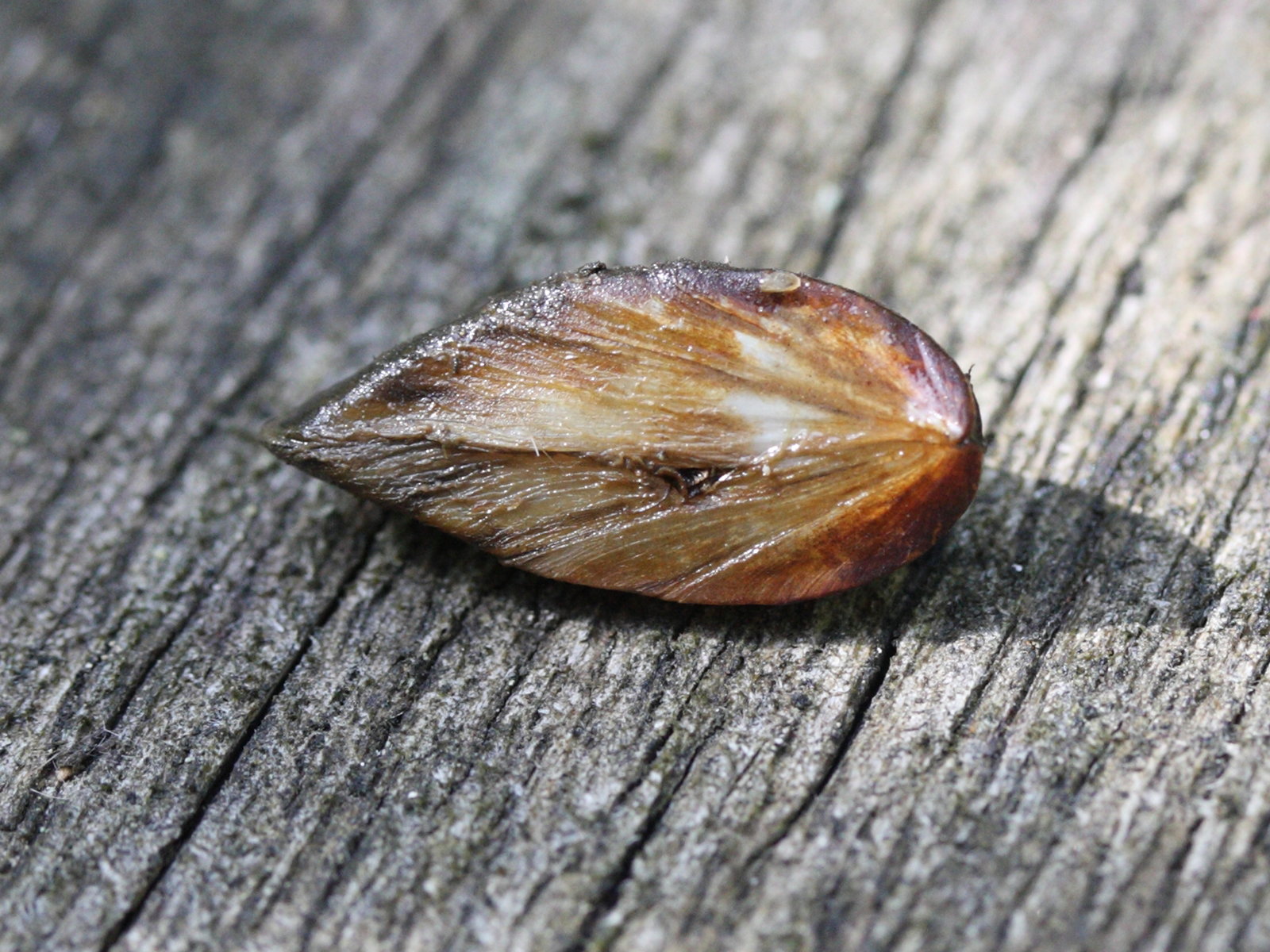 dreissena_polymorpha4md