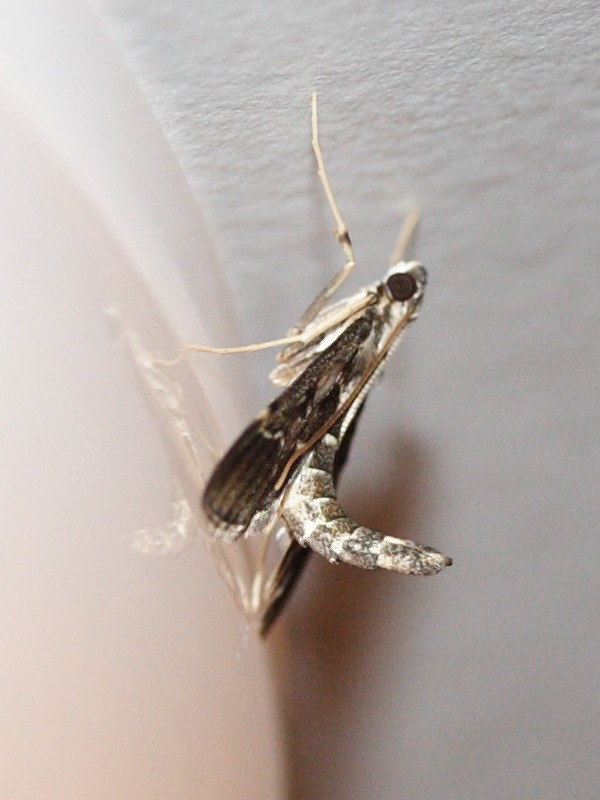 duponchelia_fovealis2md