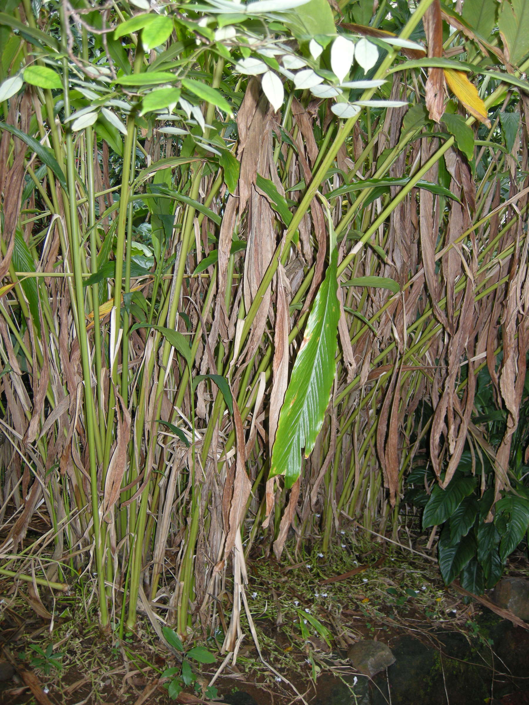 elettaria_cardamomum1bd