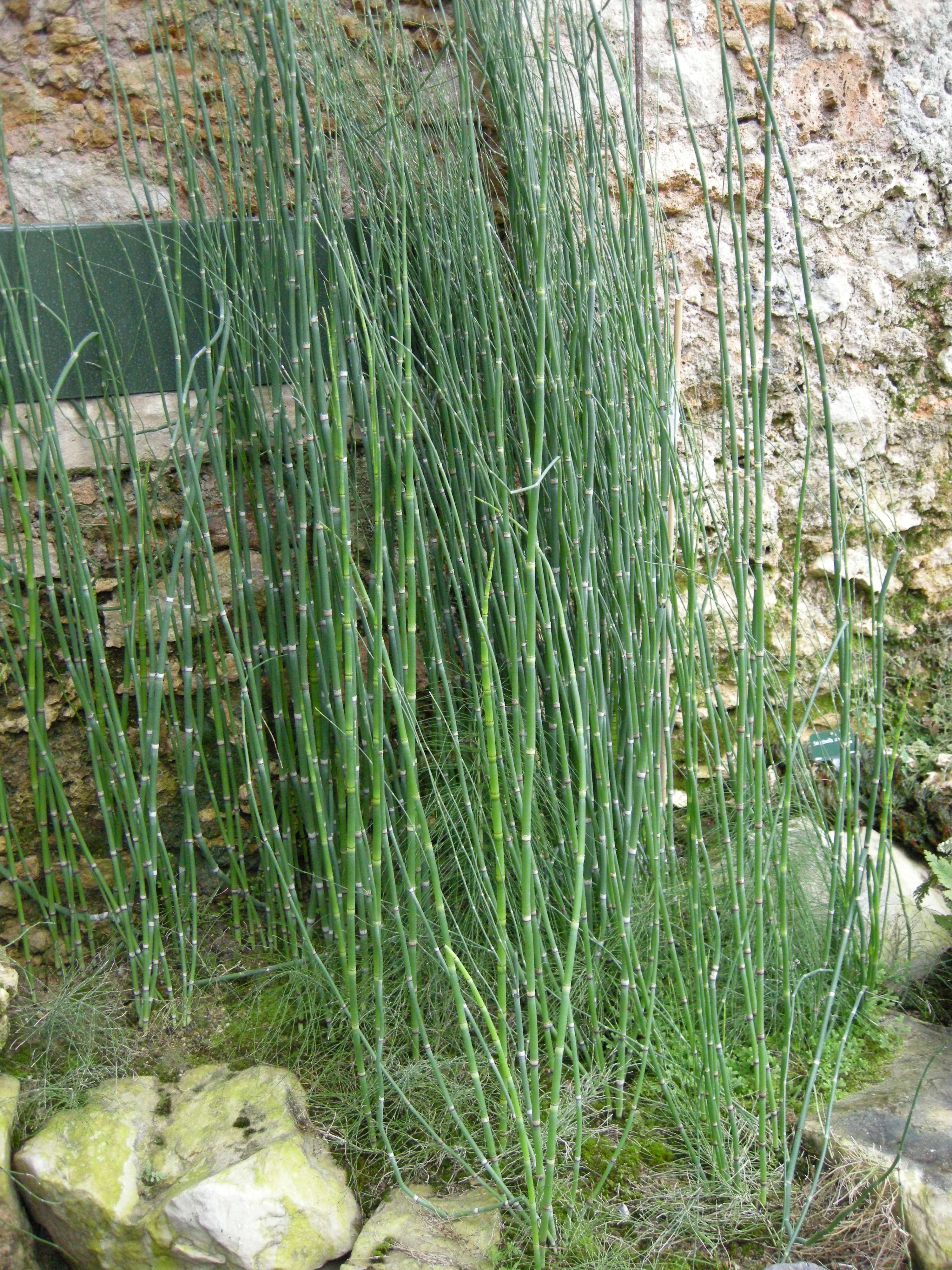 equisetum_ferrissii1md