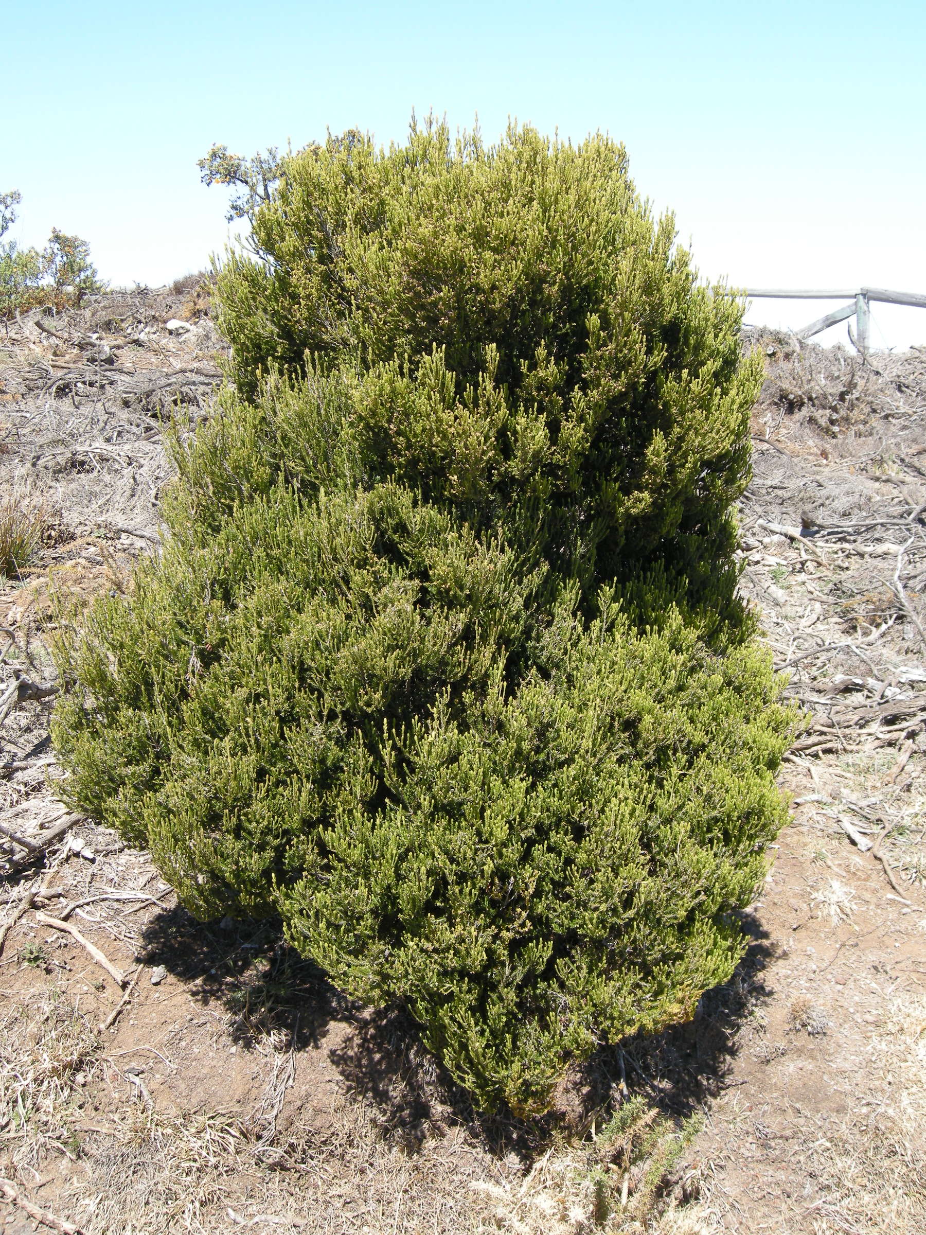 erica_reunionensis1md