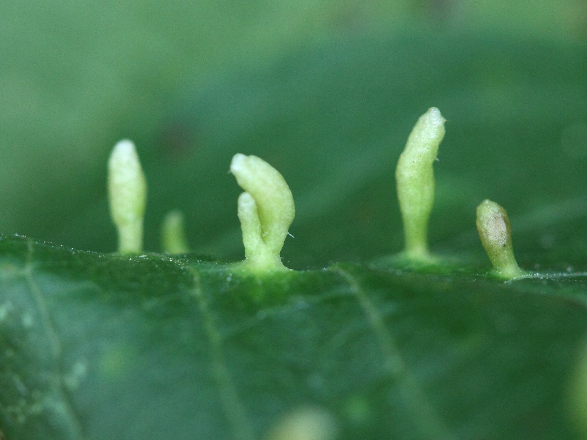 Afficher le média eriophyes_padi_galle2md eriophyes_padi_galle2md