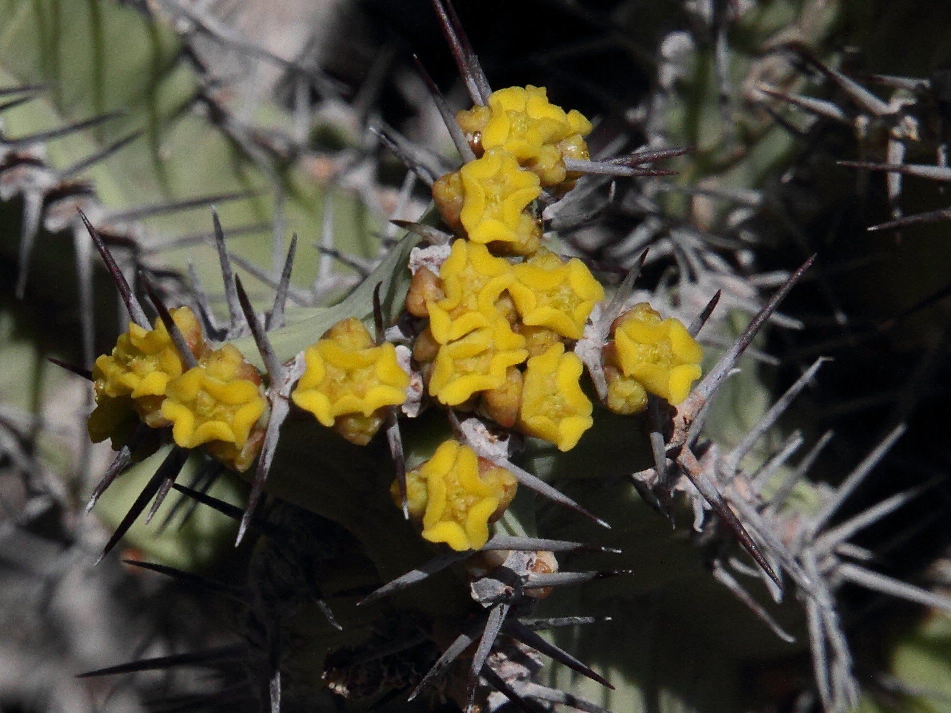 Afficher le média euphorbia_polyacantha2md euphorbia_polyacantha2md