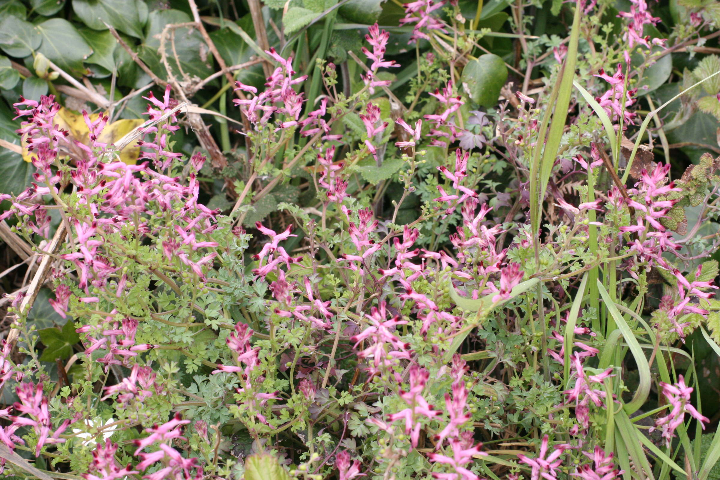 Afficher le média fumaria_officinalis_wirtgenii1md fumaria_officinalis_wirtgenii1md