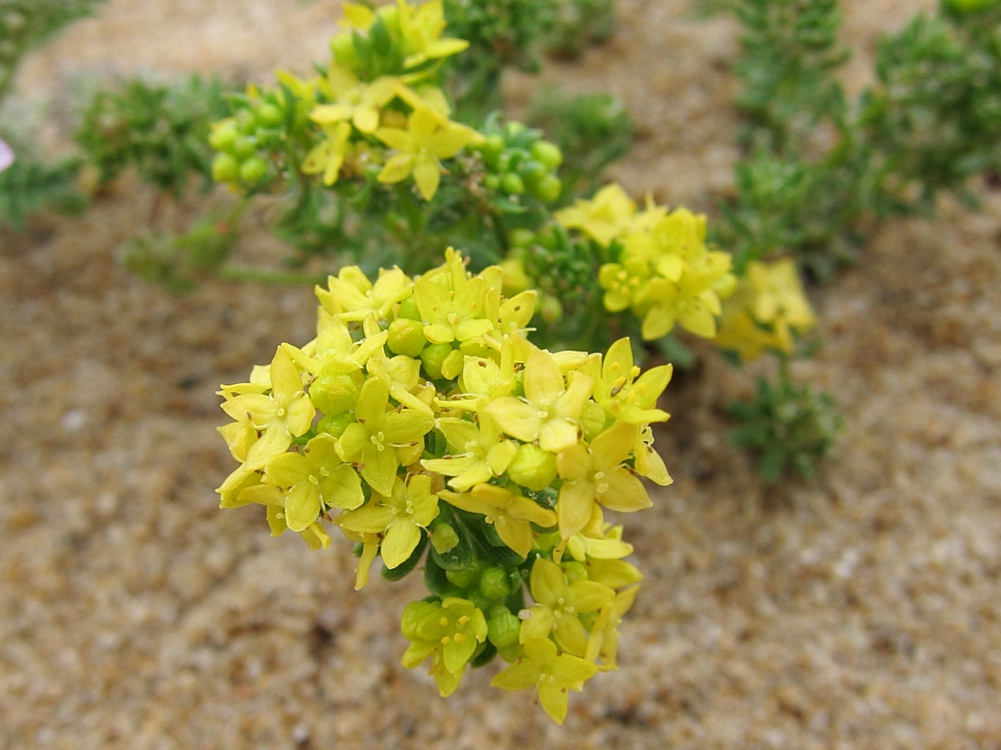 Afficher le média galium_verum_maritimum2bd galium_verum_maritimum2bd