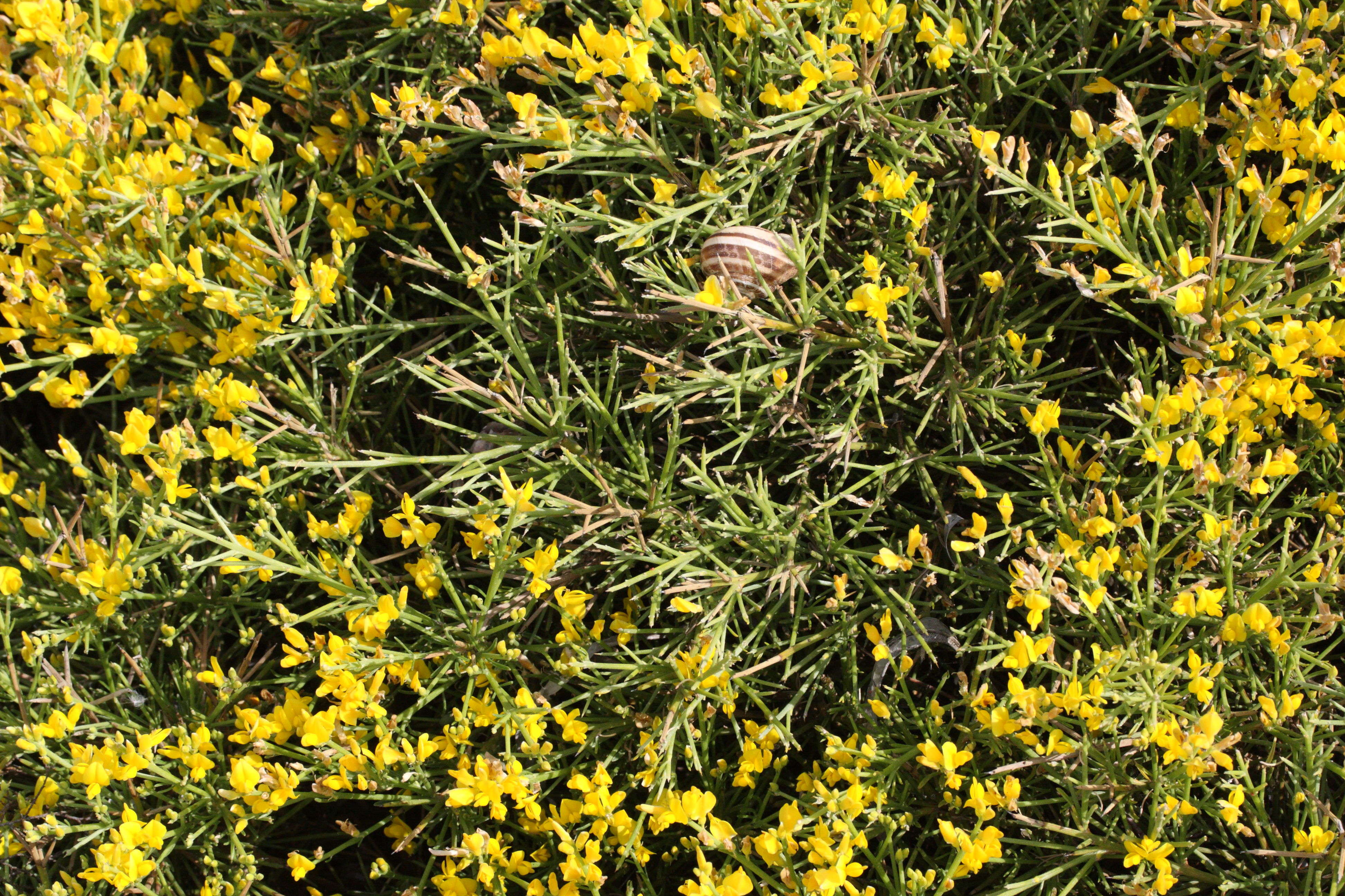 genista_acanthoclada1md