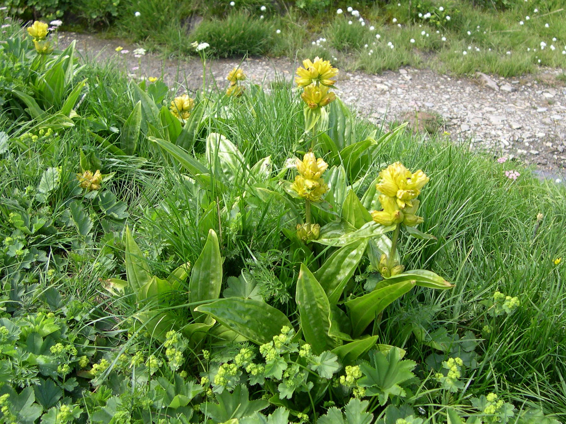 gentiana_punctata1md