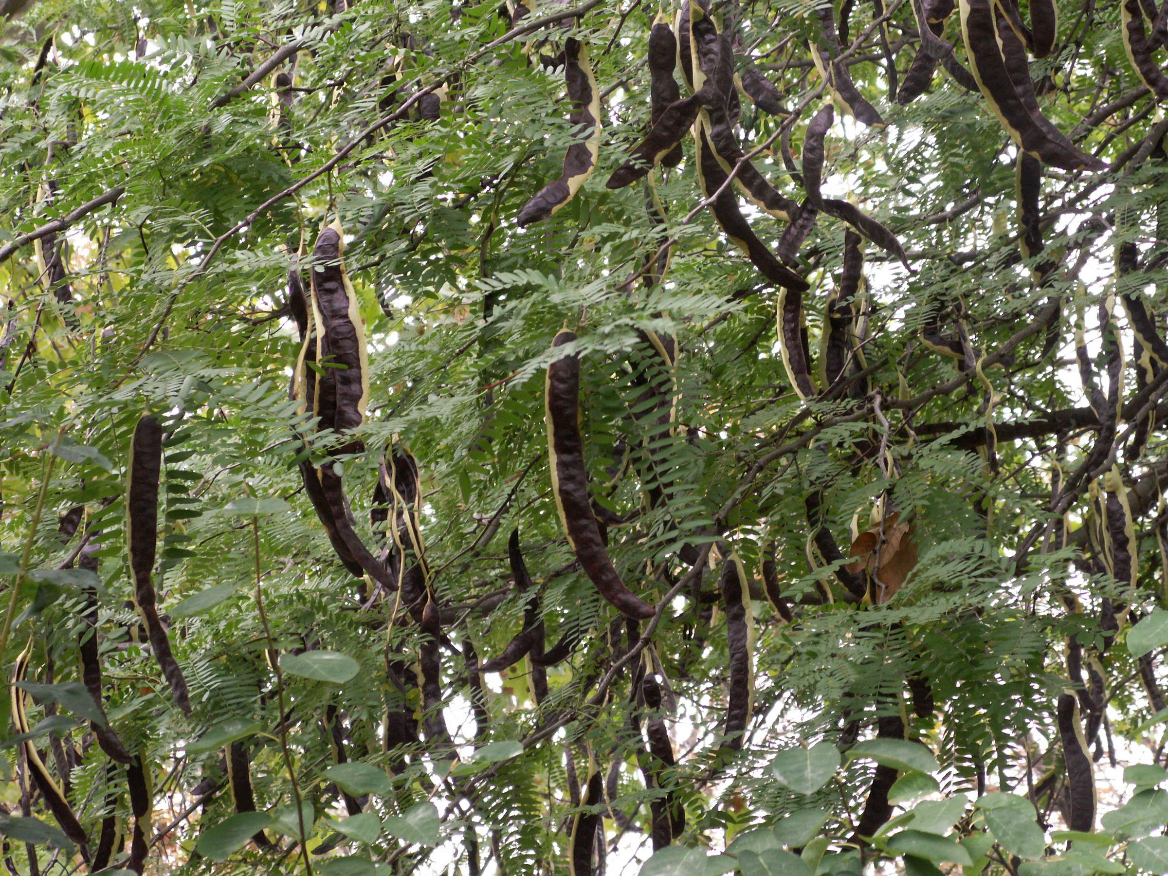 gleditsia_triacanthos7md
