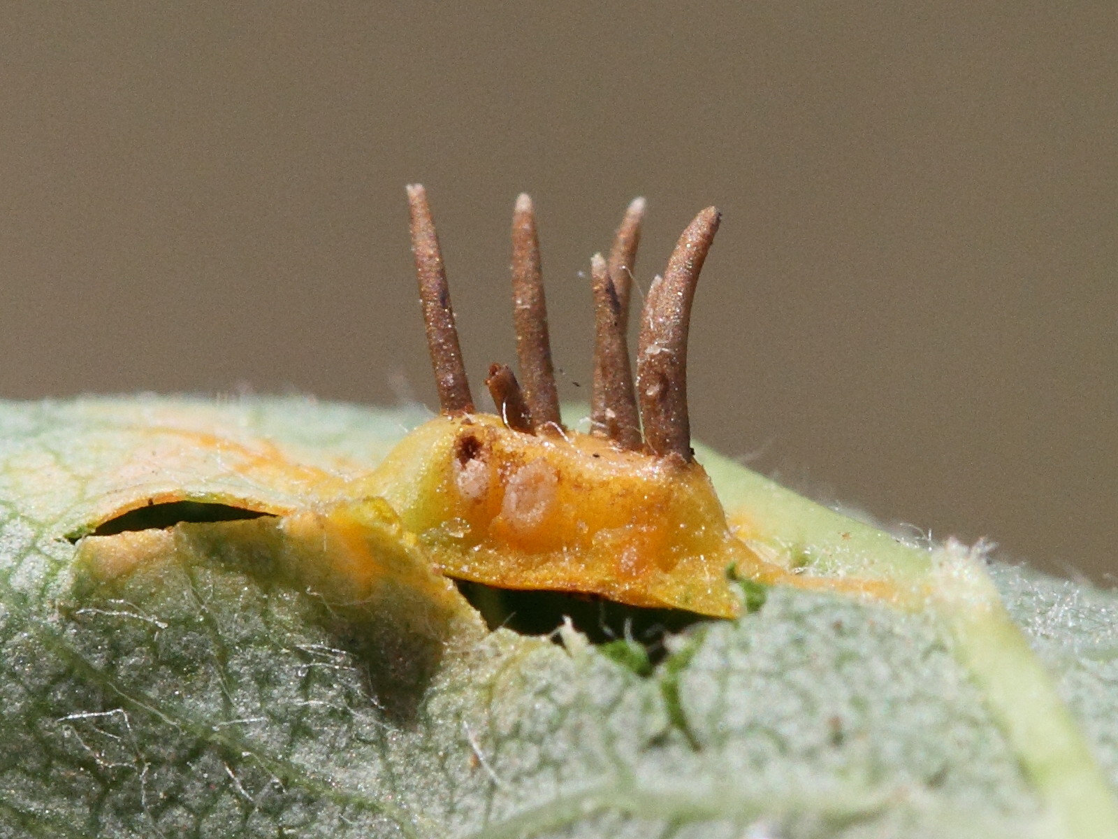 Afficher le média gymnosporangium_cornutum3md gymnosporangium_cornutum3md