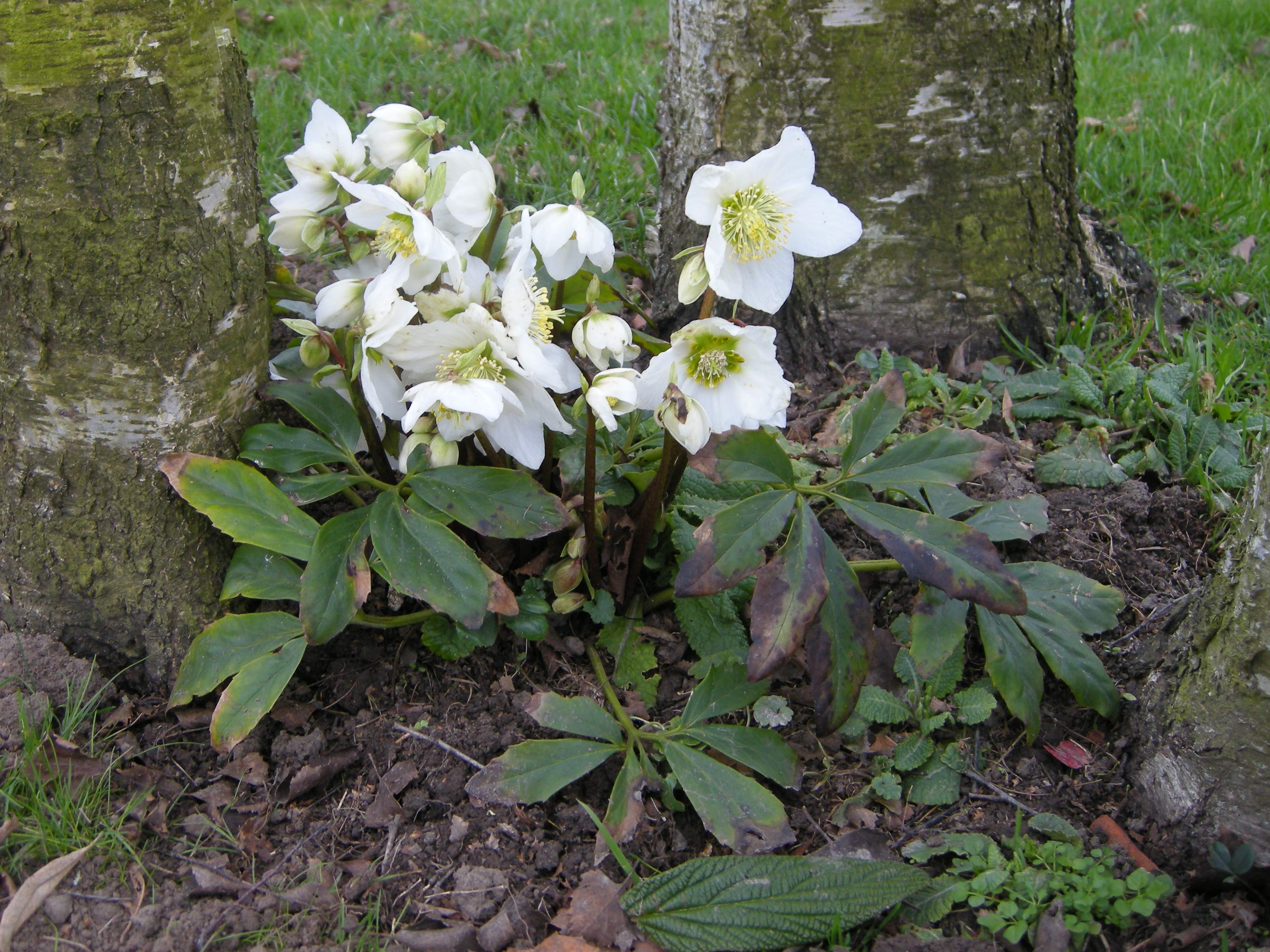 Afficher le média helleborus_niger4md helleborus_niger4md