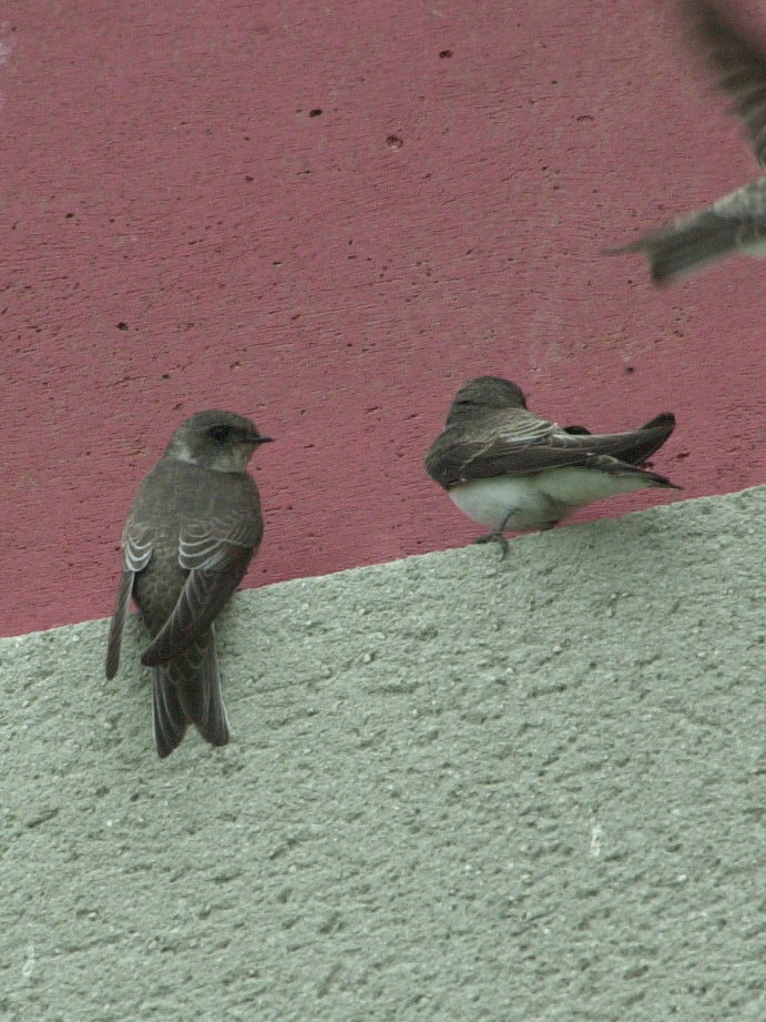 hirondelle_de_rivage_-_riparia_riparia1bmd