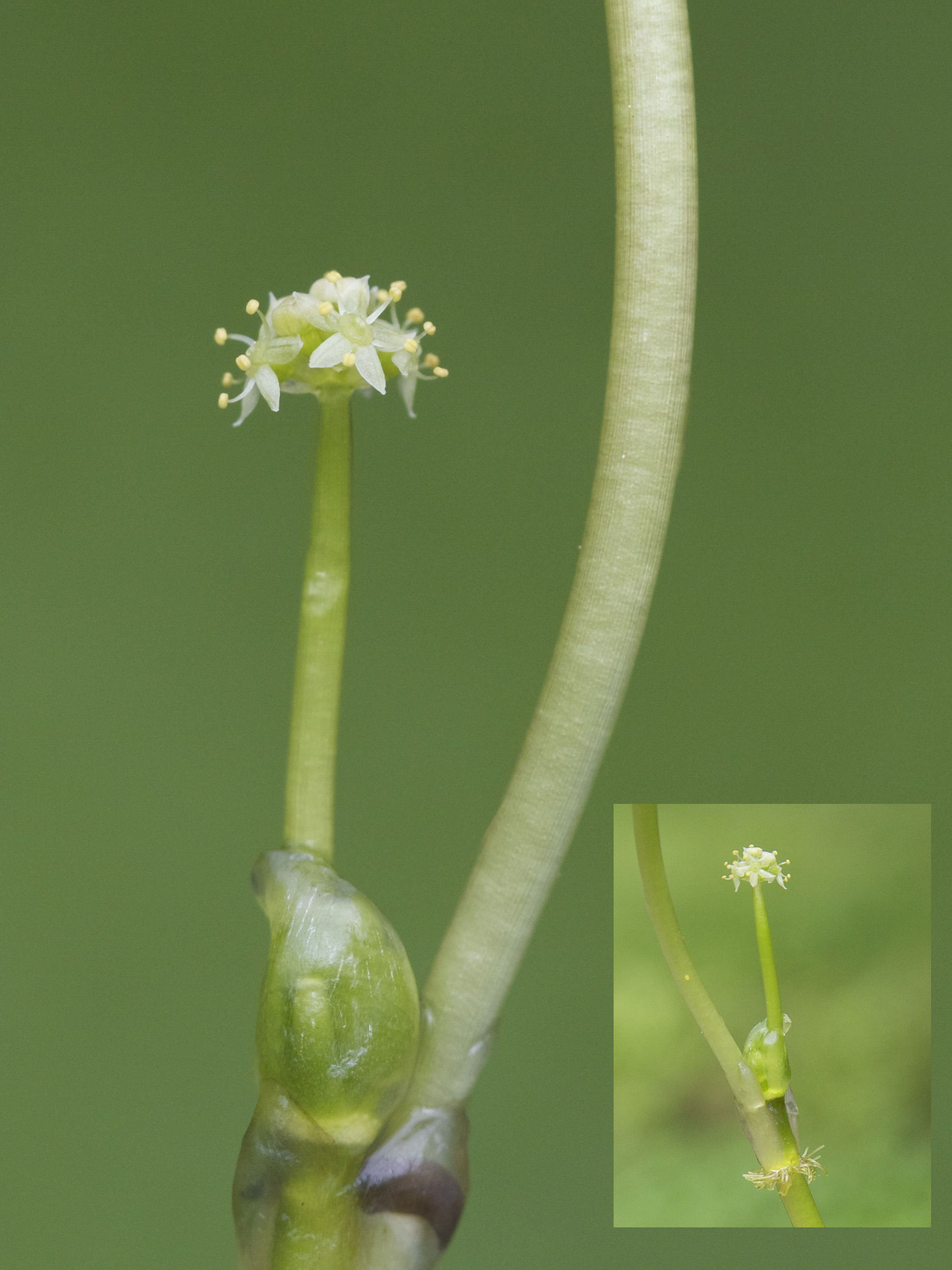 hydrocotyle_ranunculoides2md