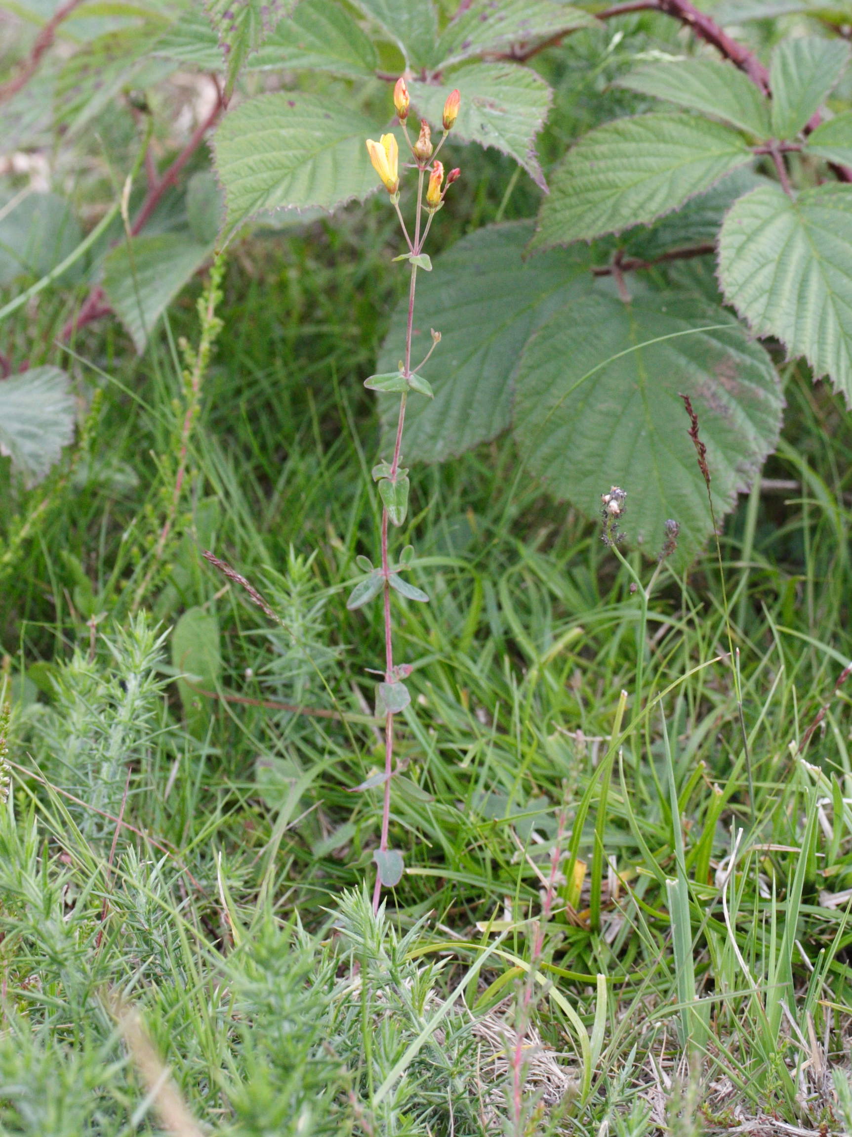 hypericum_pulchrum1md