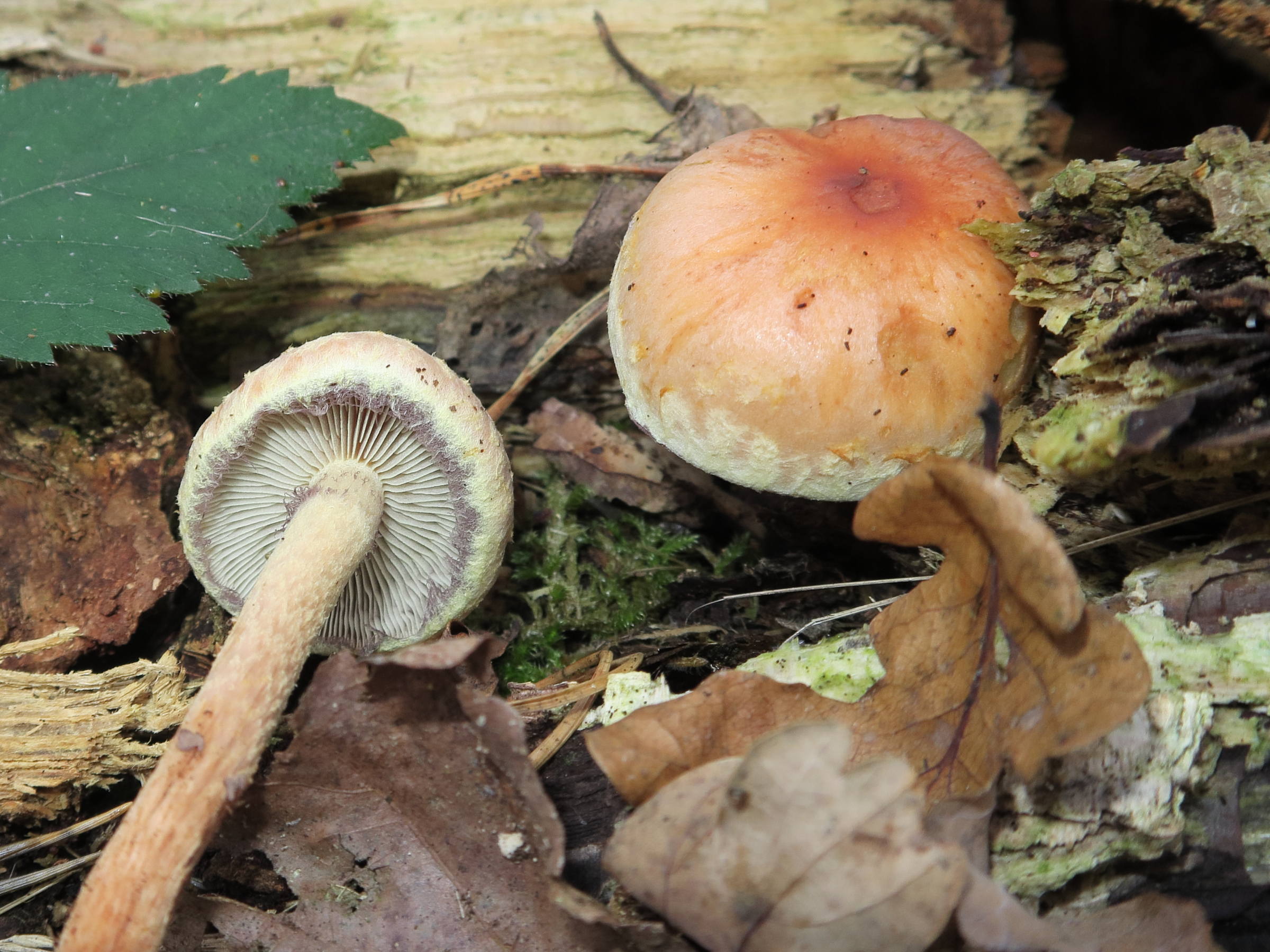 hypholoma_lateritium2md