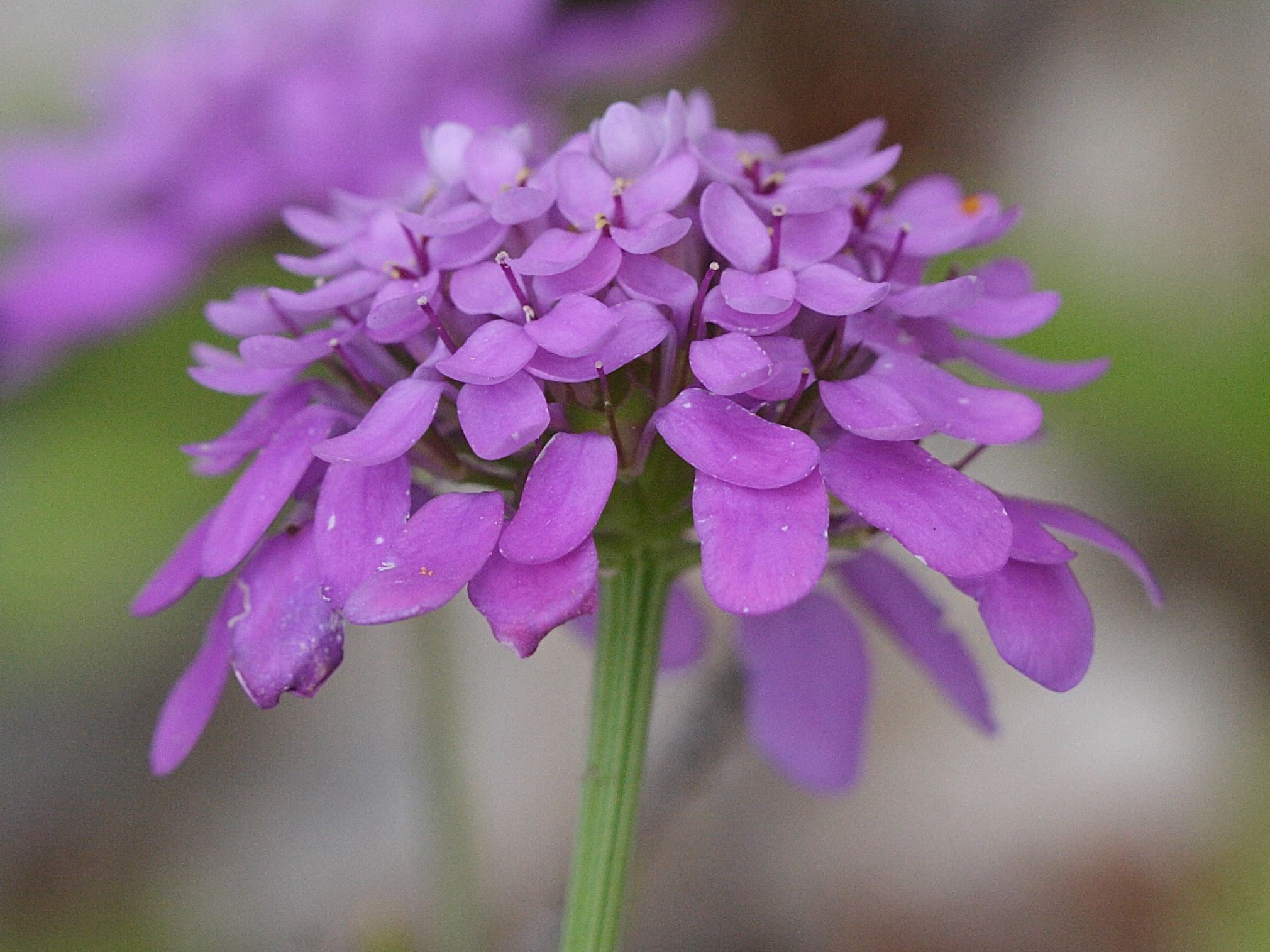 Afficher le média iberis_umbellata5md iberis_umbellata5md