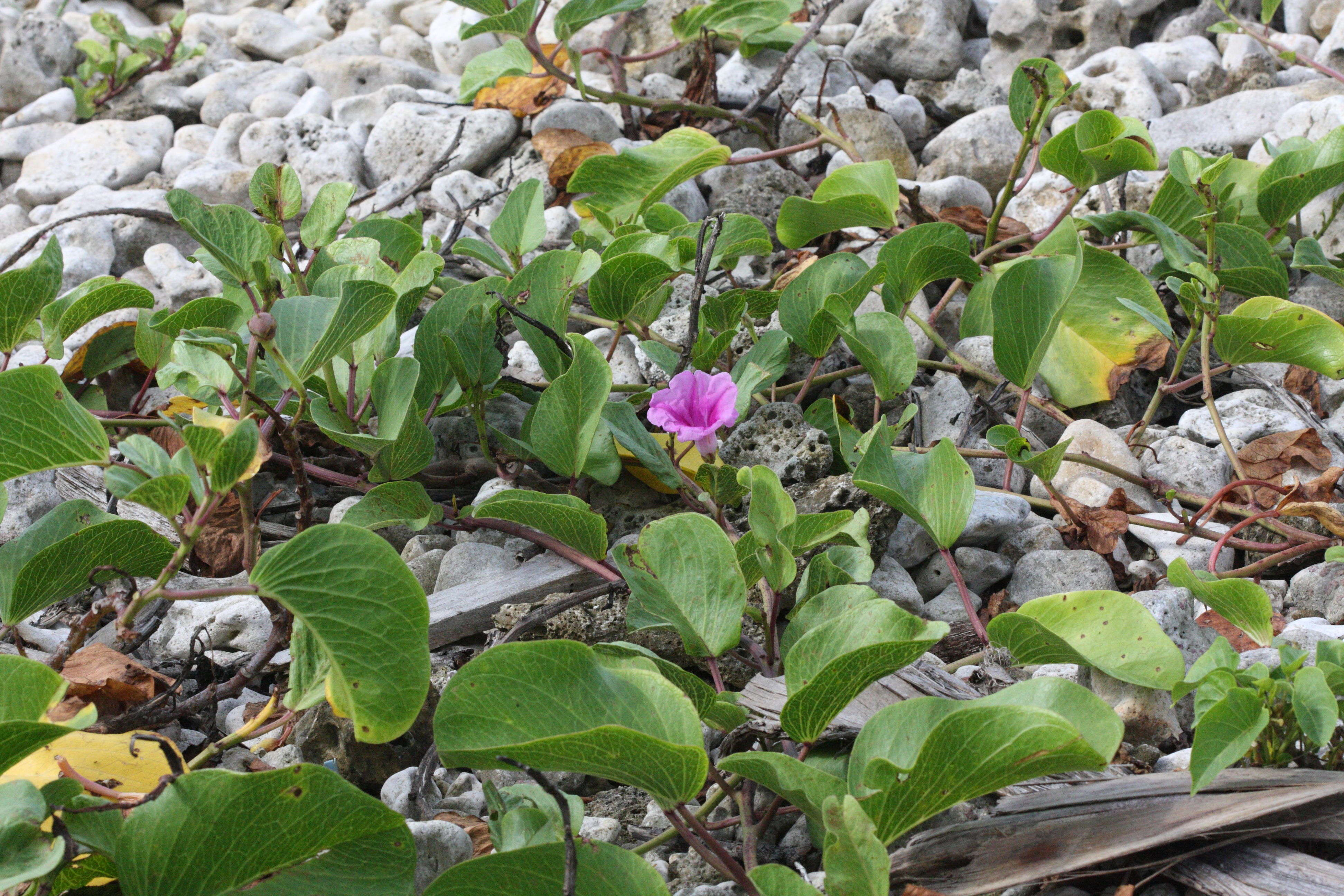 Afficher le média ipomoea_pes-caprae2md ipomoea_pes-caprae2md