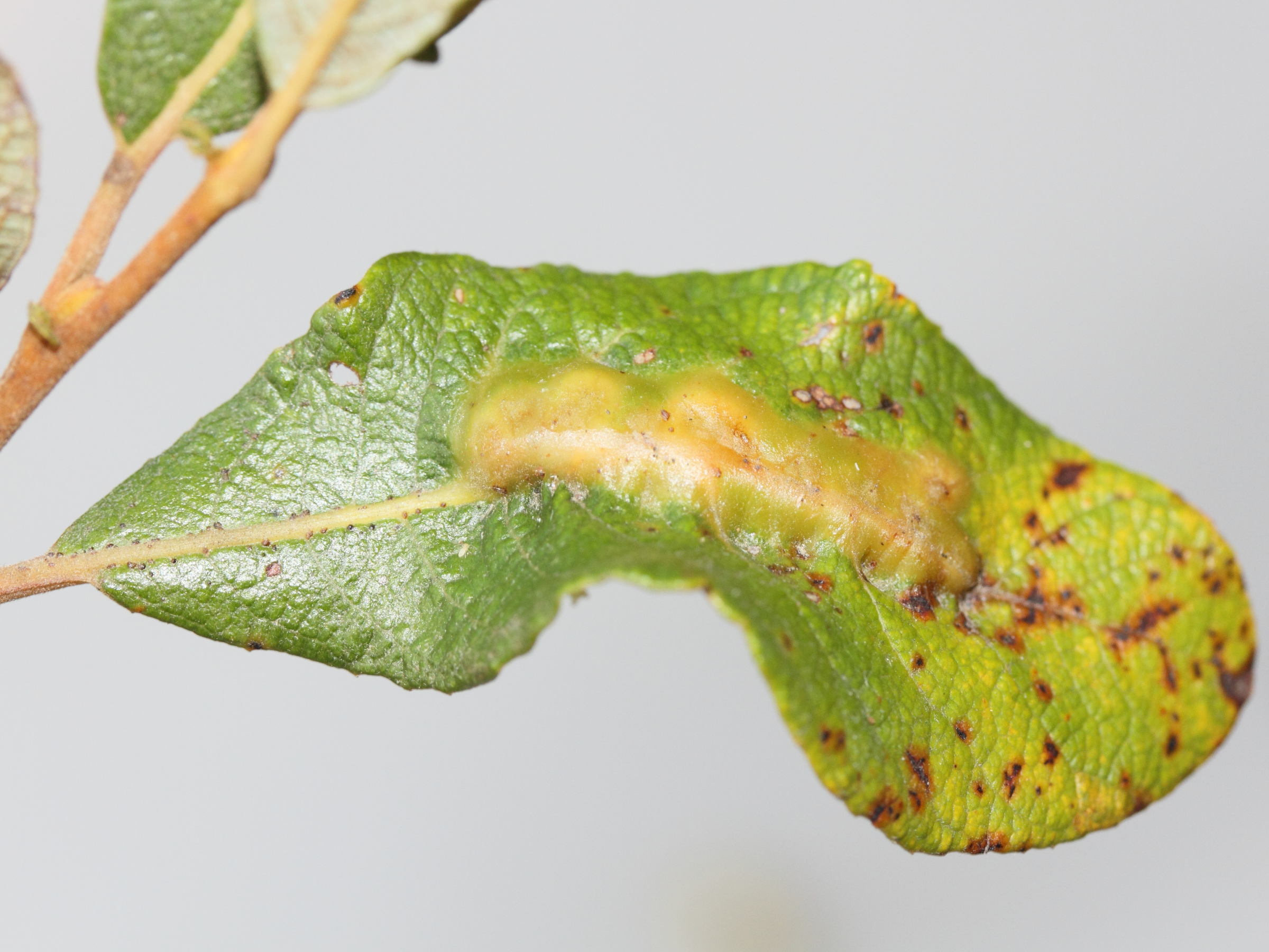 iteomyia_major_galle4md