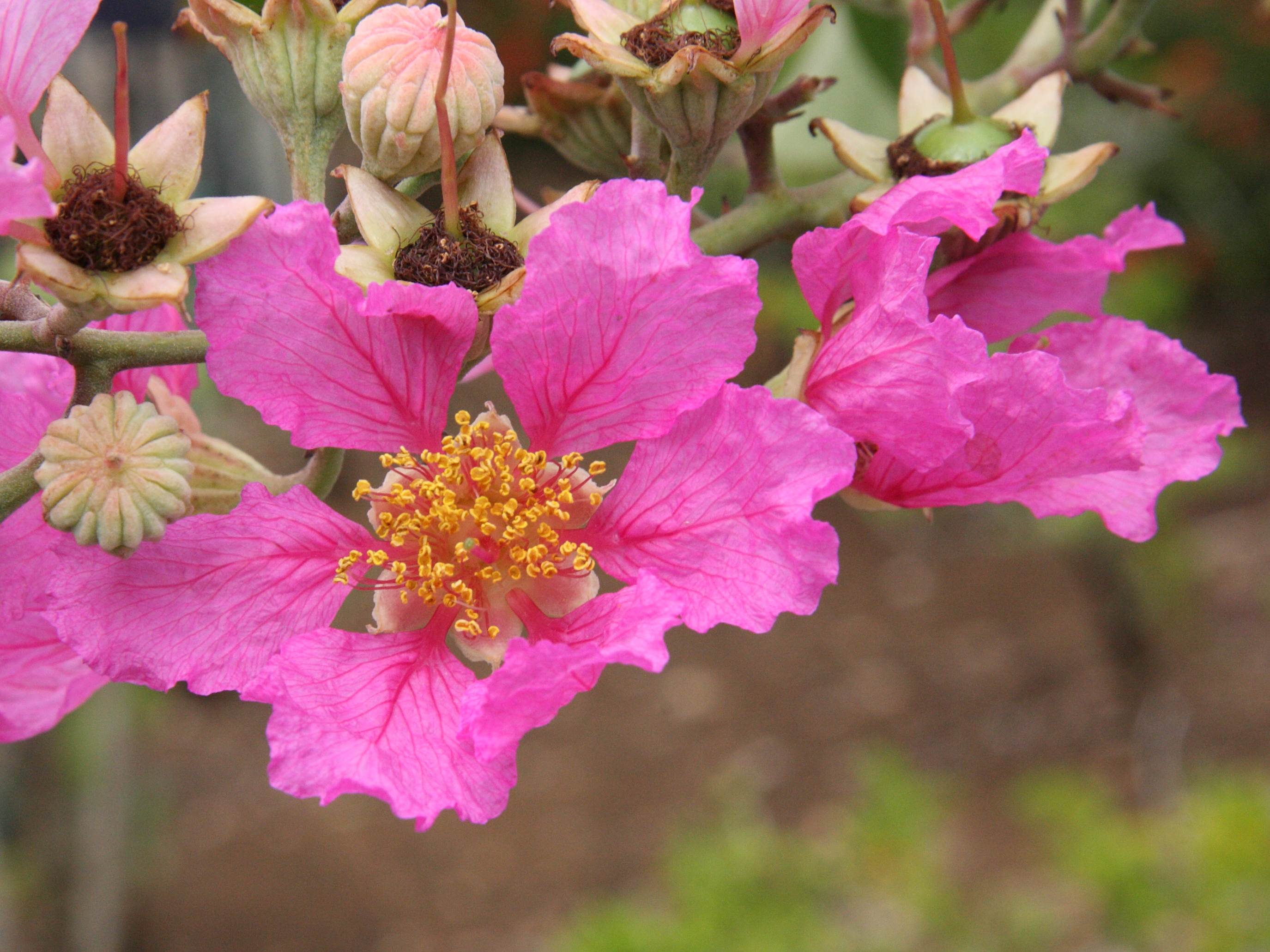 Afficher le média lagerstroemia_indica2md lagerstroemia_indica2md
