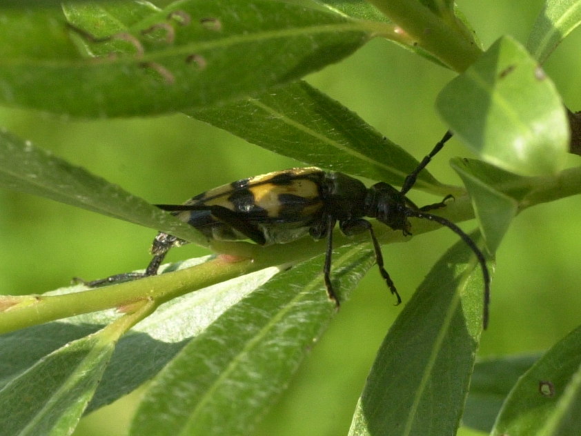 Afficher le média leptura_quadrifasciata1md leptura_quadrifasciata1md