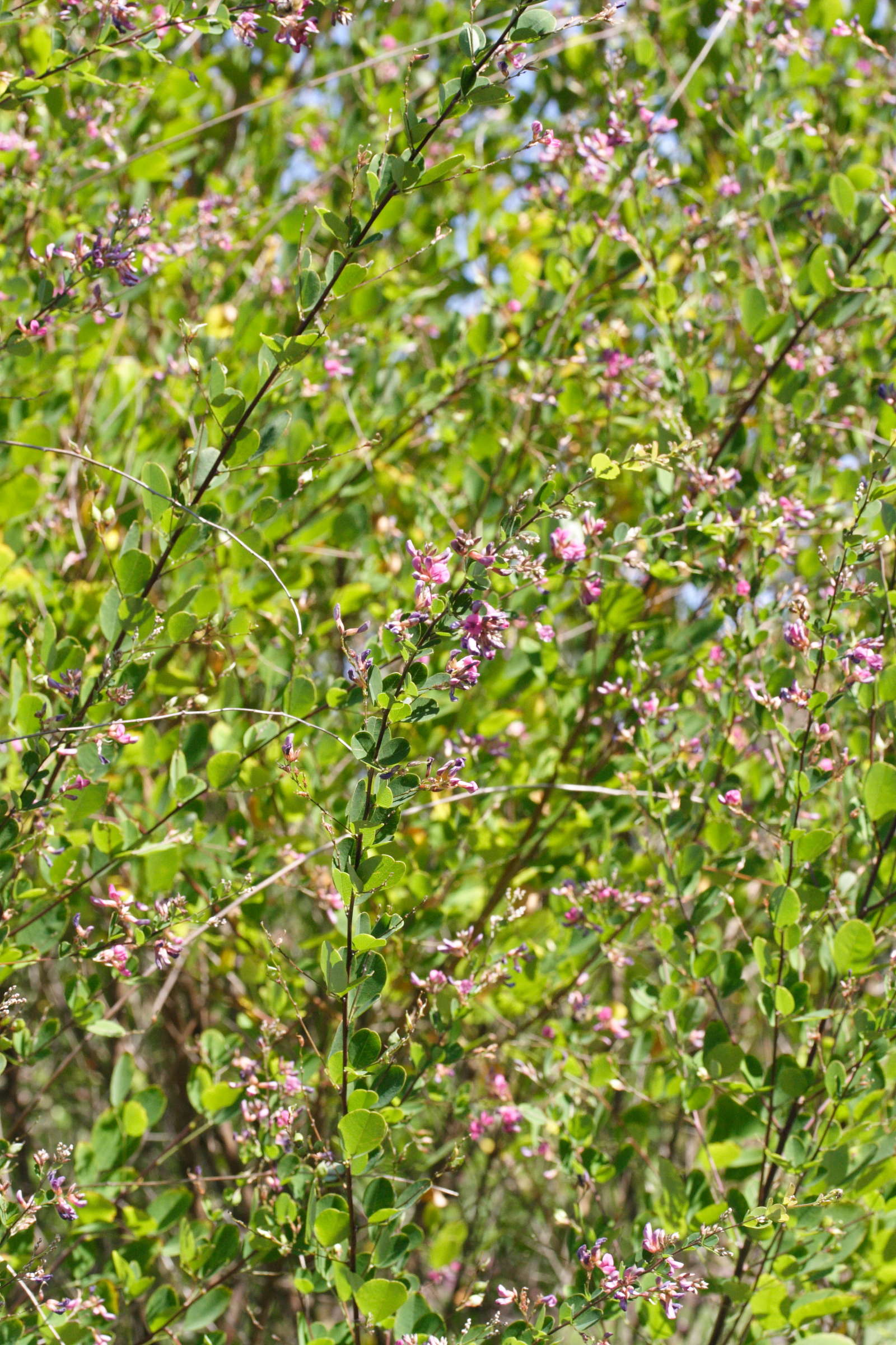 Afficher le média lespedeza_bicolor1md lespedeza_bicolor1md