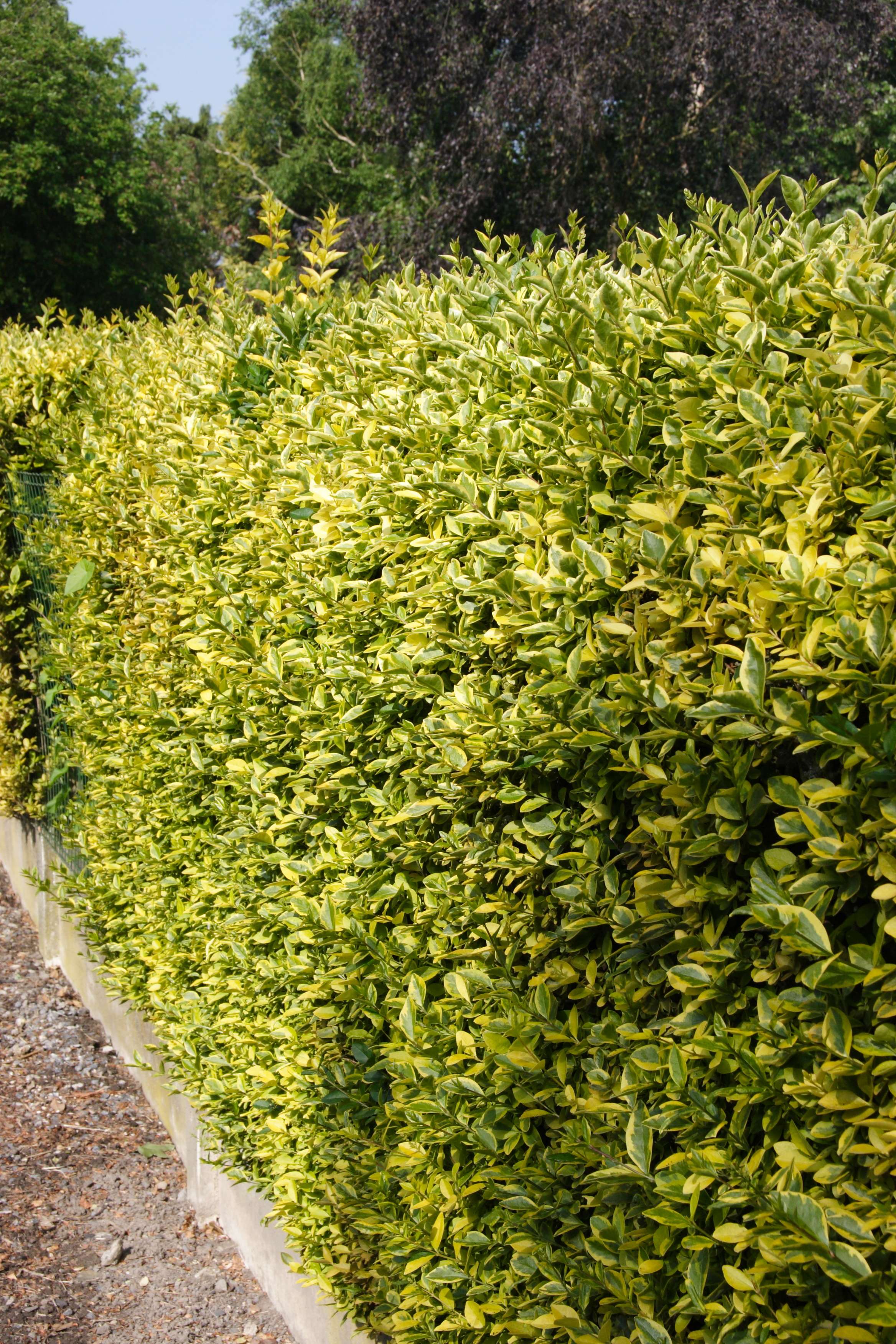 ligustrum_ovalifolium_aureum2md