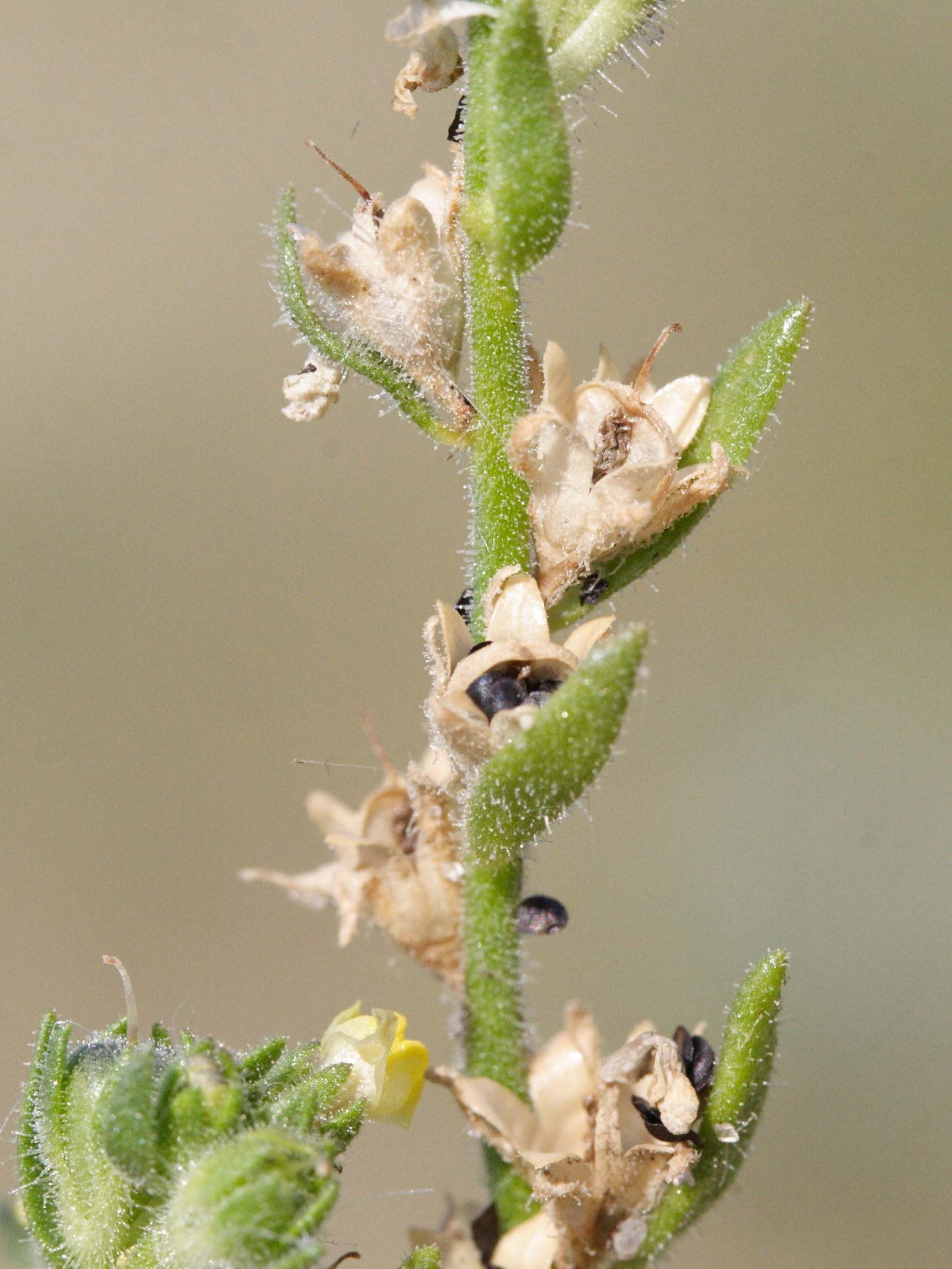 Afficher le média linaria_arenaria4md linaria_arenaria4md