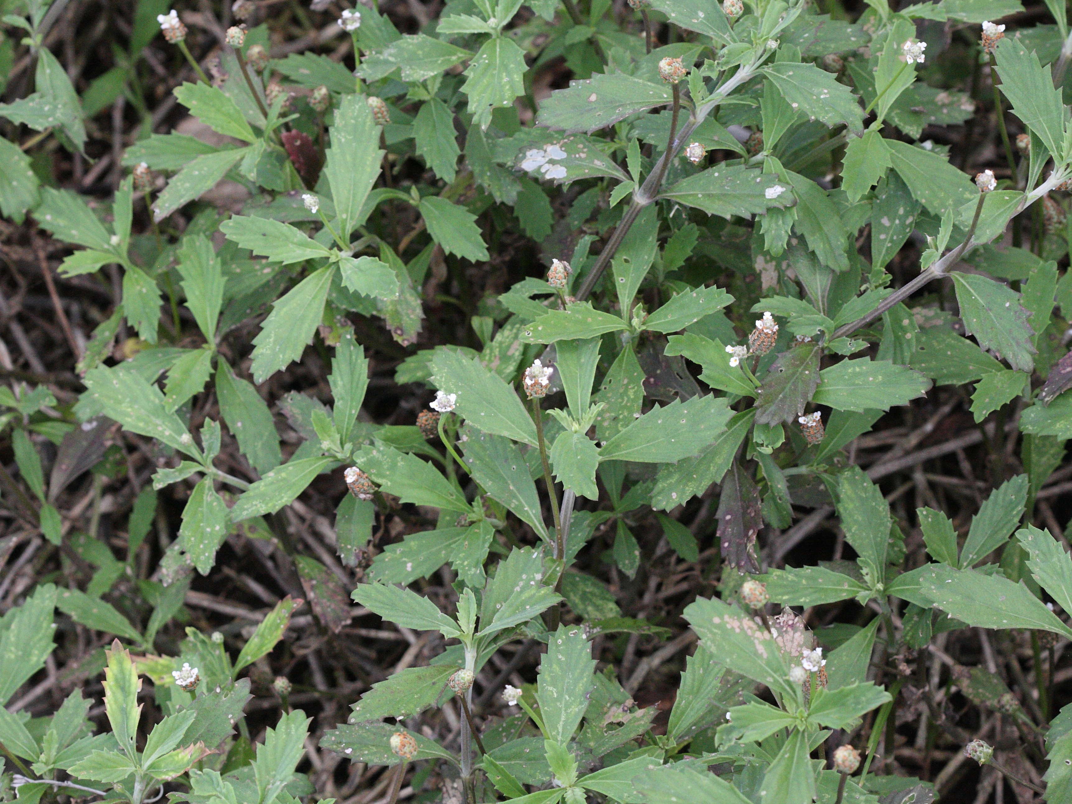 lippia_nodiflora1md