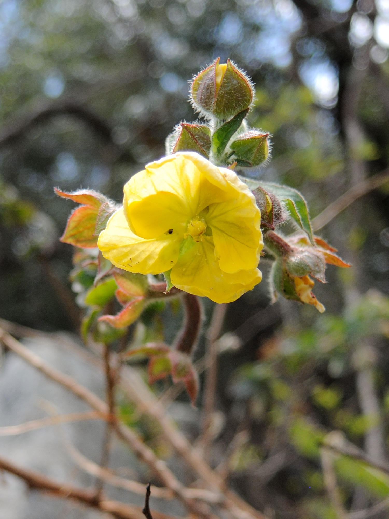 ludwigia_jussiaeoides2md