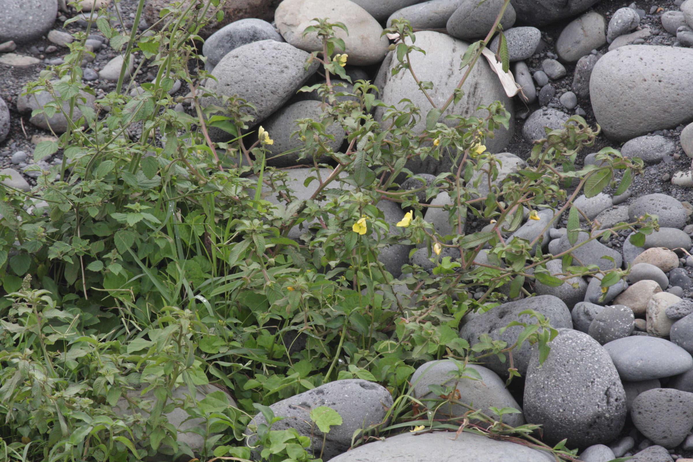 ludwigia_octovalvis3bd