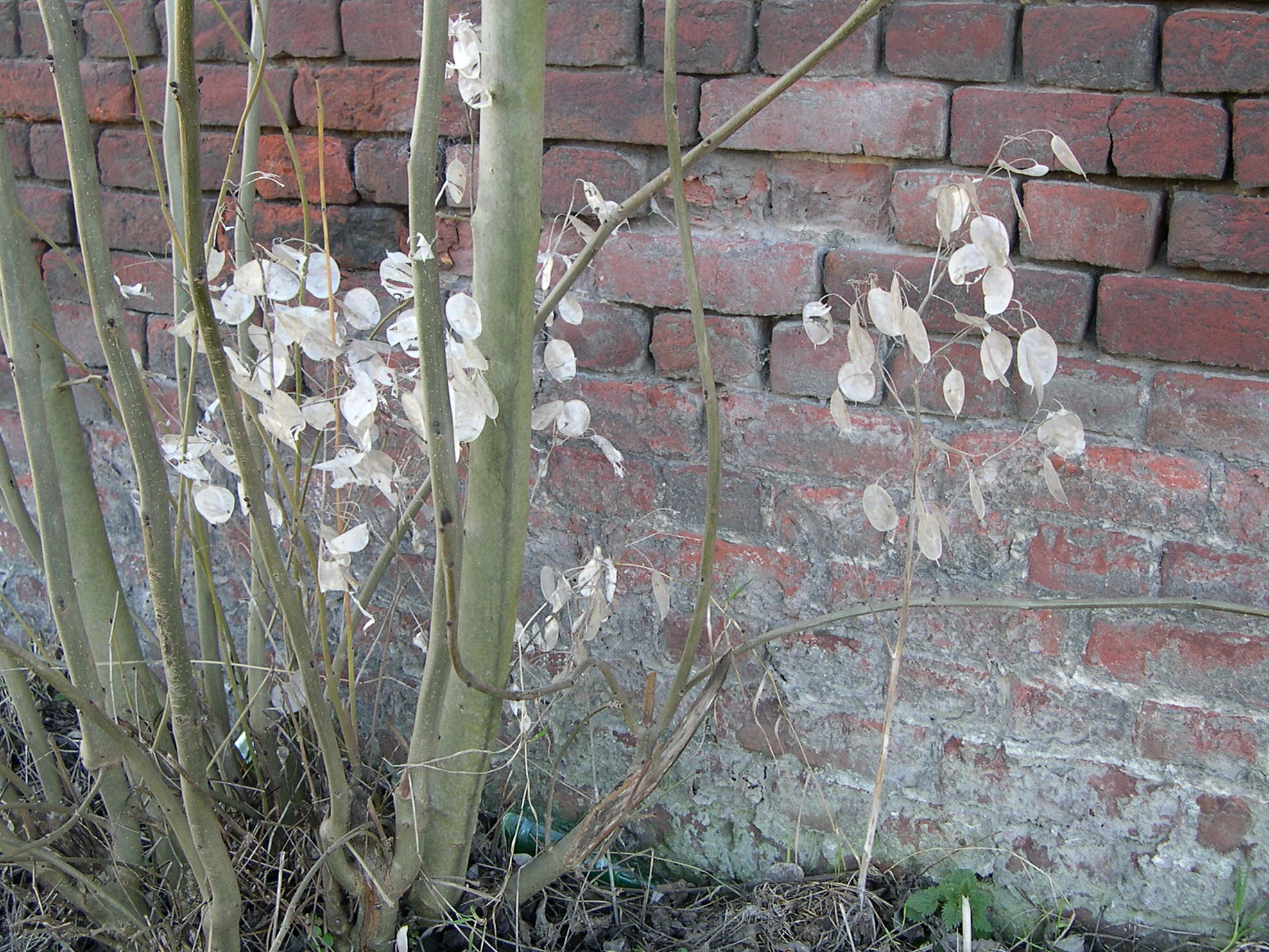 lunaria_annua4md