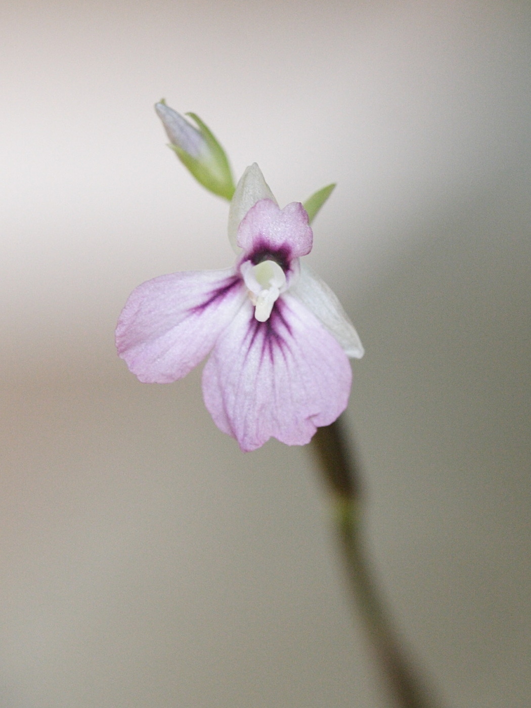 maranta_leuconeura_erythroneura2md