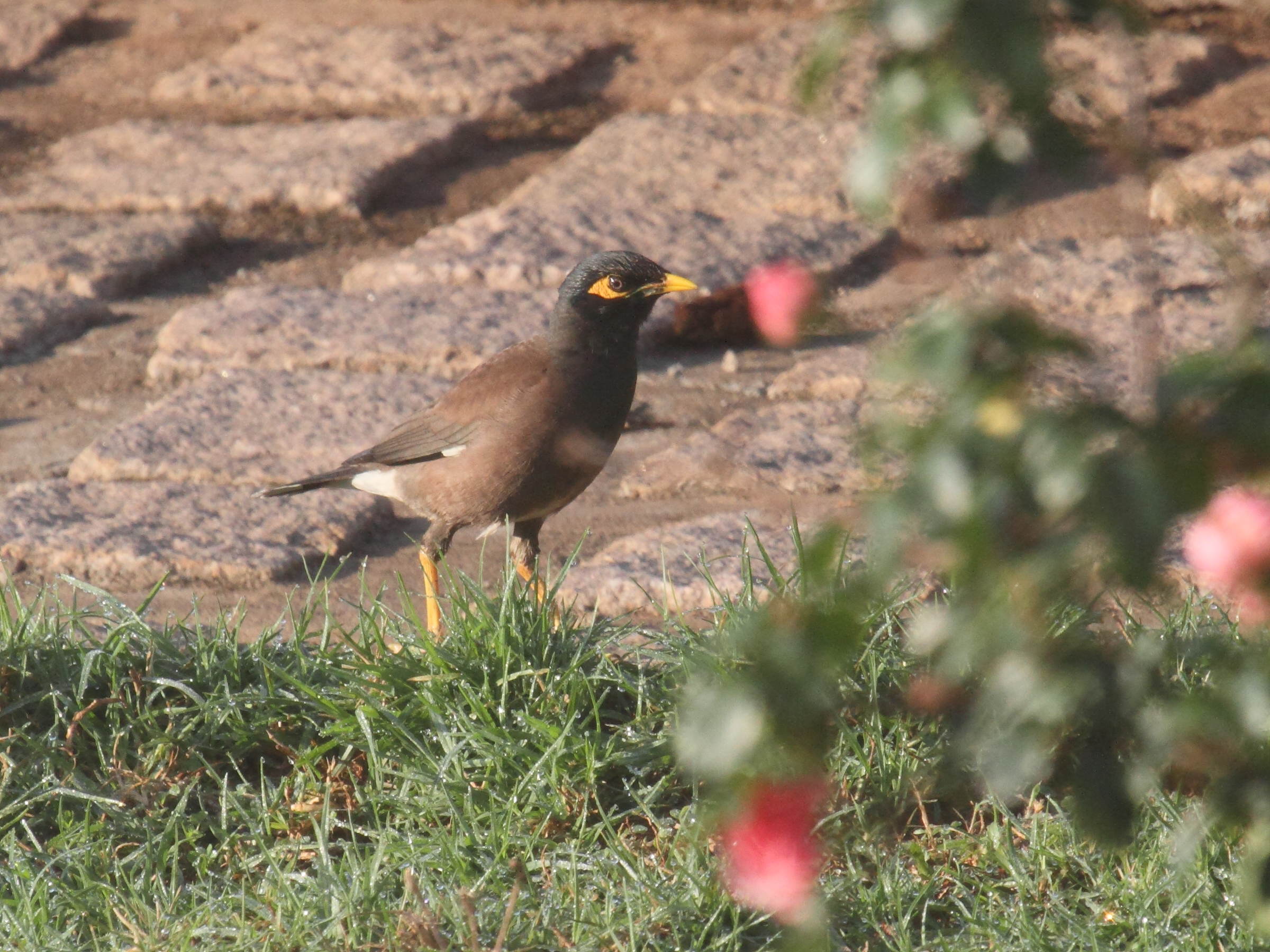 martin_triste_-_acridotheres_tristis6bd