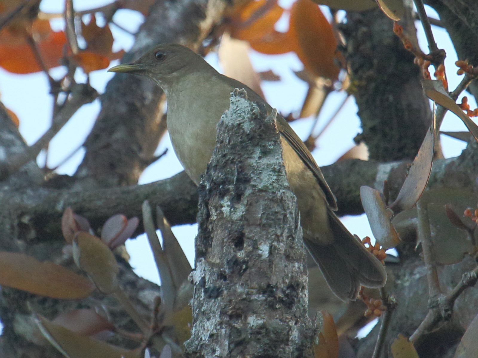 merle_fauve_-_turdus_grayi2bd