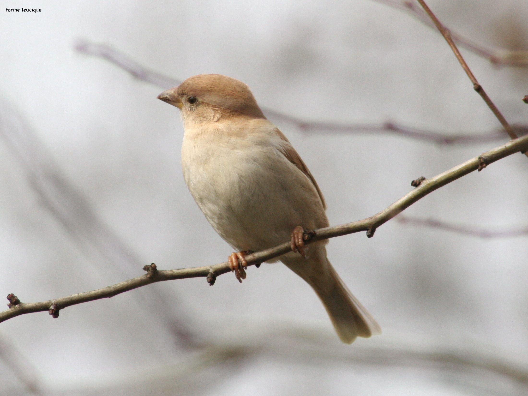 moineau_domestique_-_passer_domesticus4md
