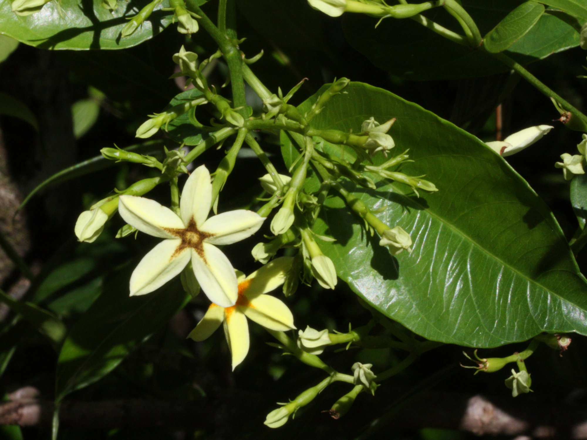 mussaenda_arcuata2md