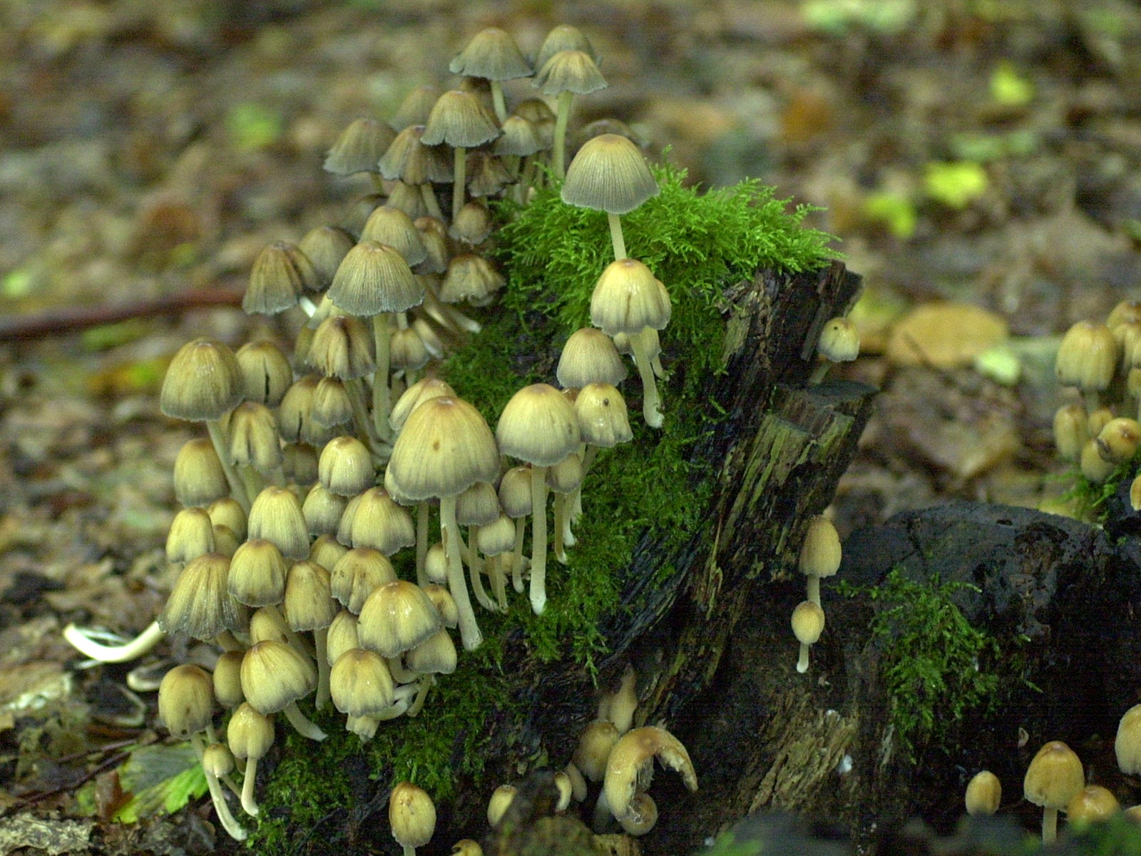 mycena_galericulata1md