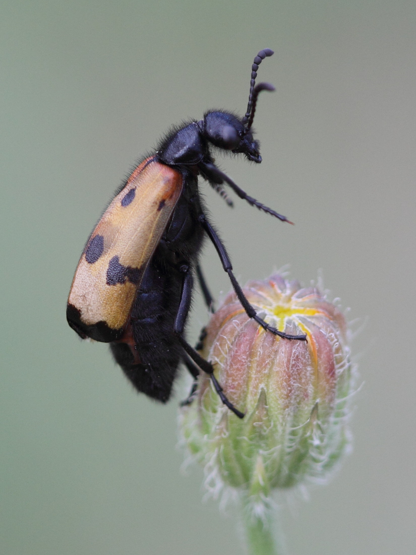 mylabris_quadripunctata3abd