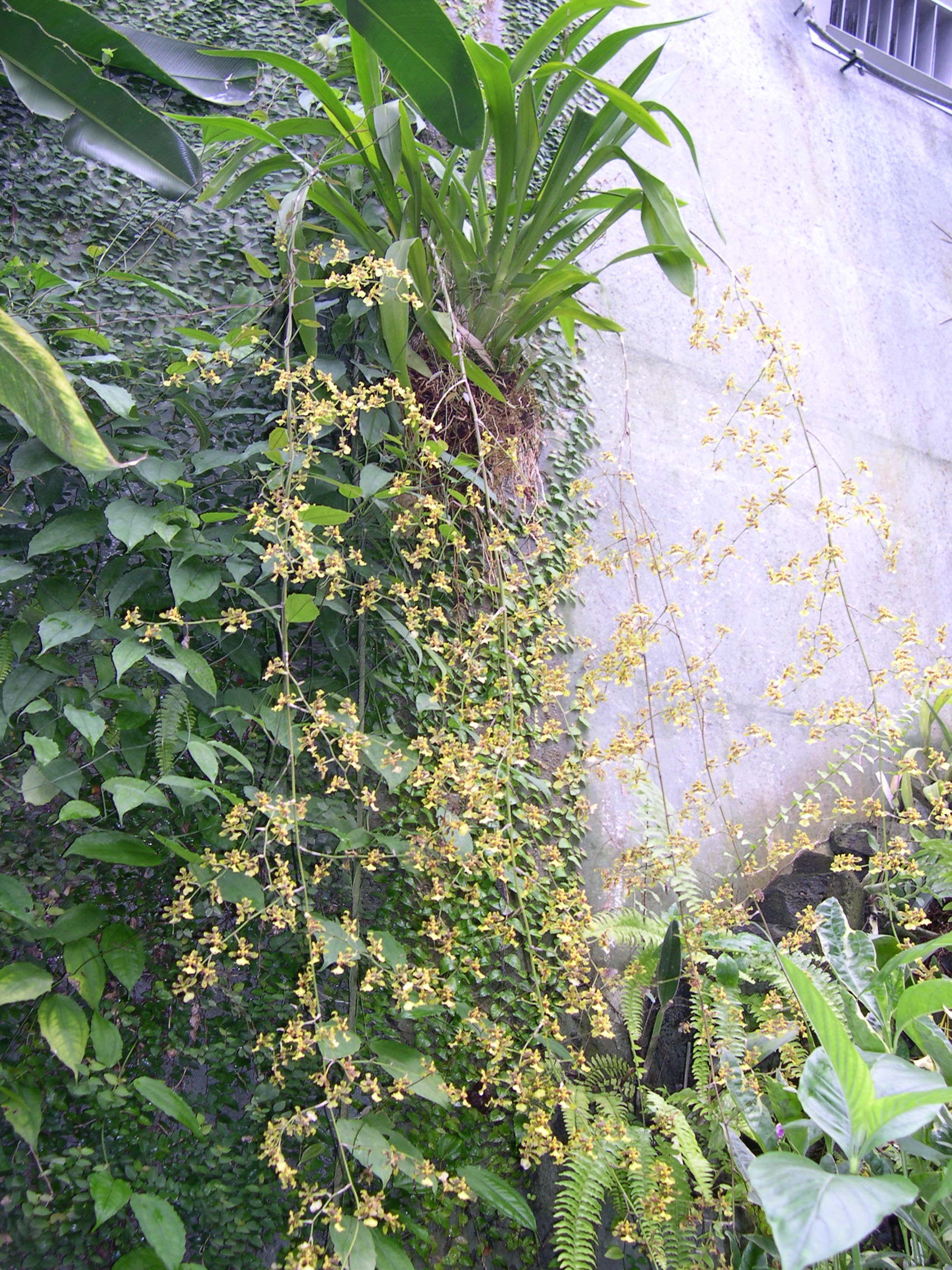 oncidium_baueri1md
